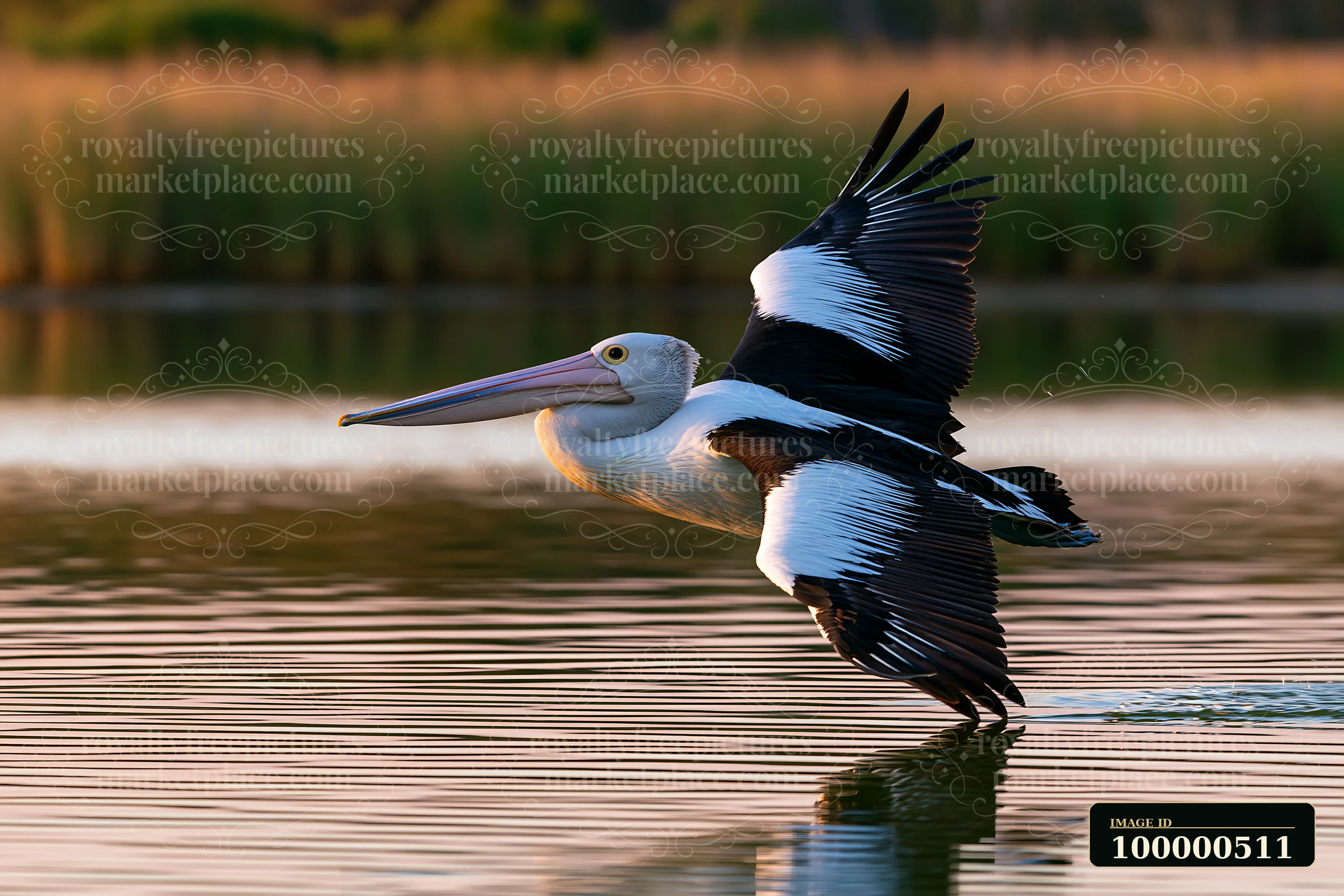 An Australian pelican glides gracefully on the surface of a coastal lagoon during sunset.