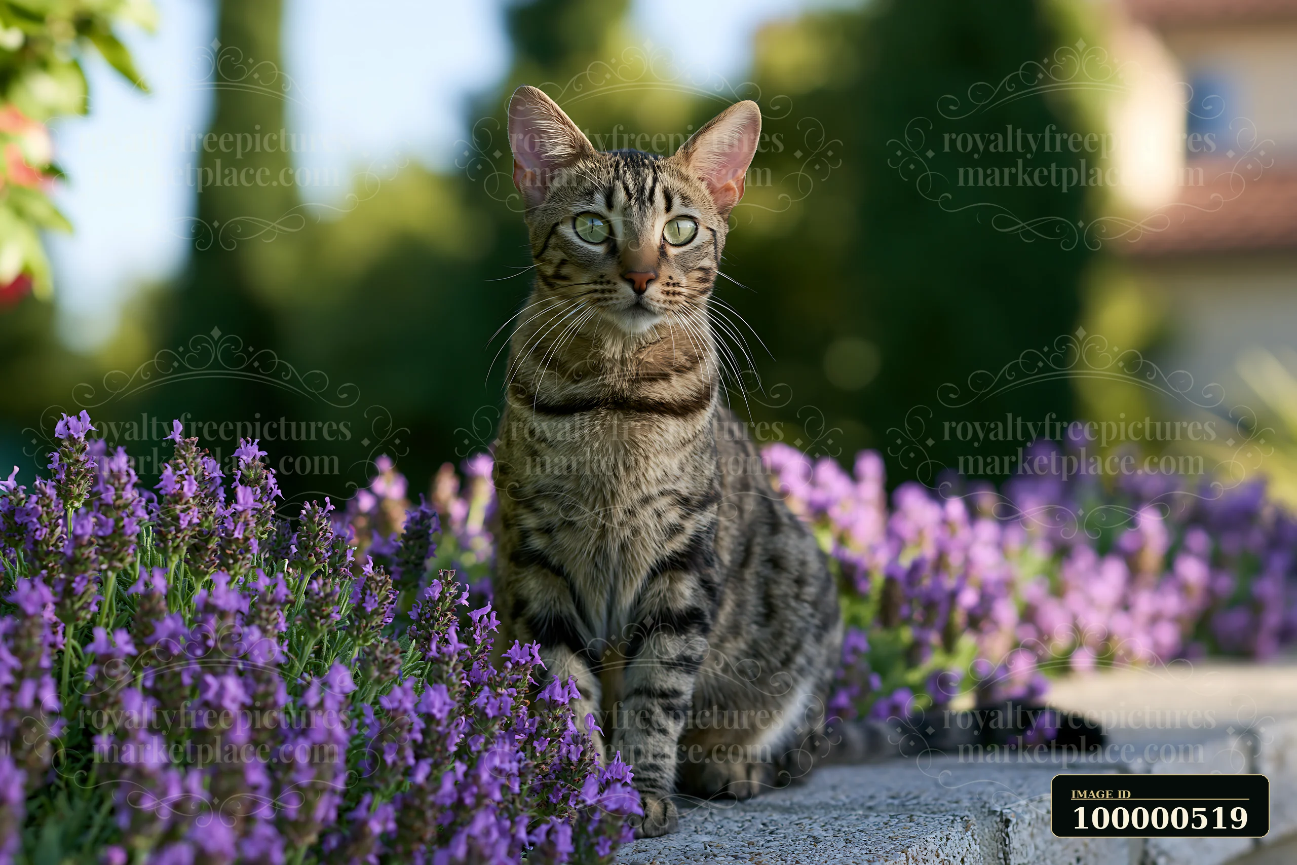 A California Spangled cat sits on a stone wall next to blooming purple flowers in a garden.