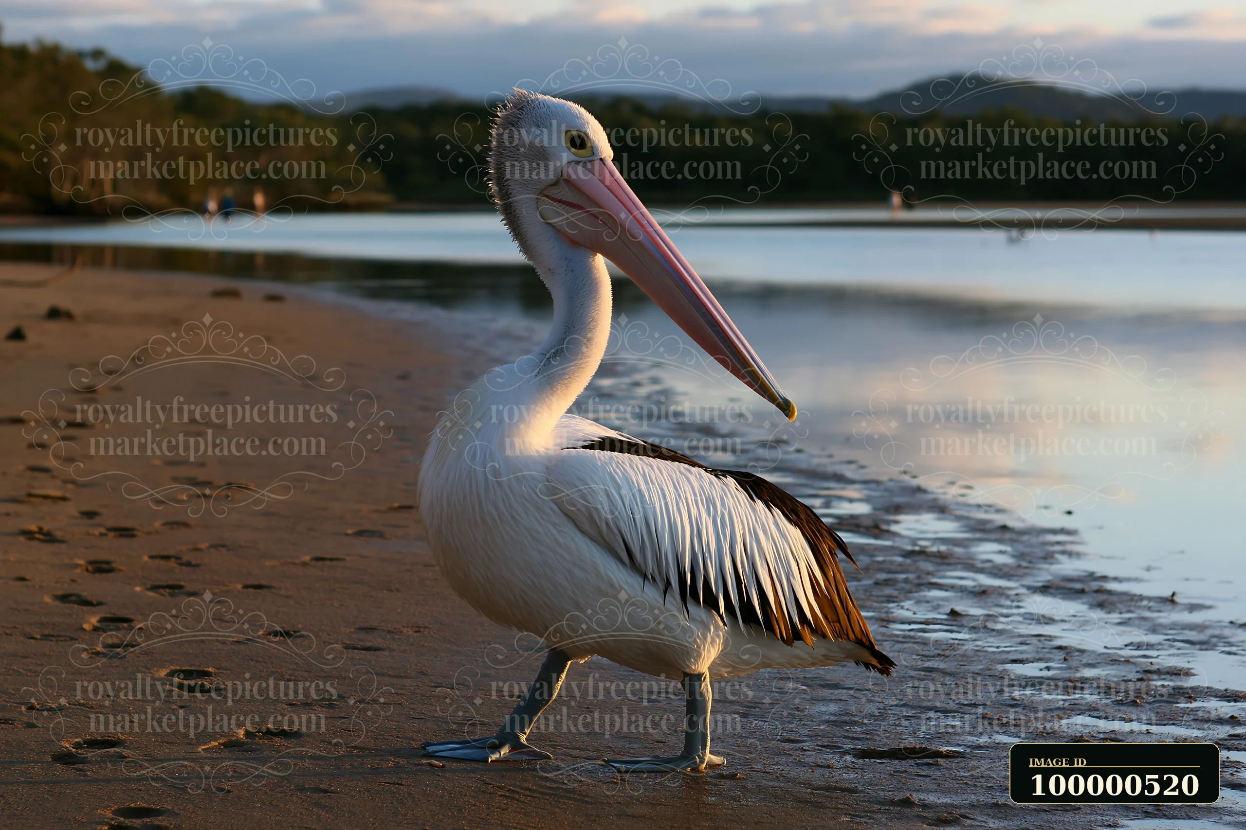 An Australian pelican on coastal lagoon walks along the sandy shore.