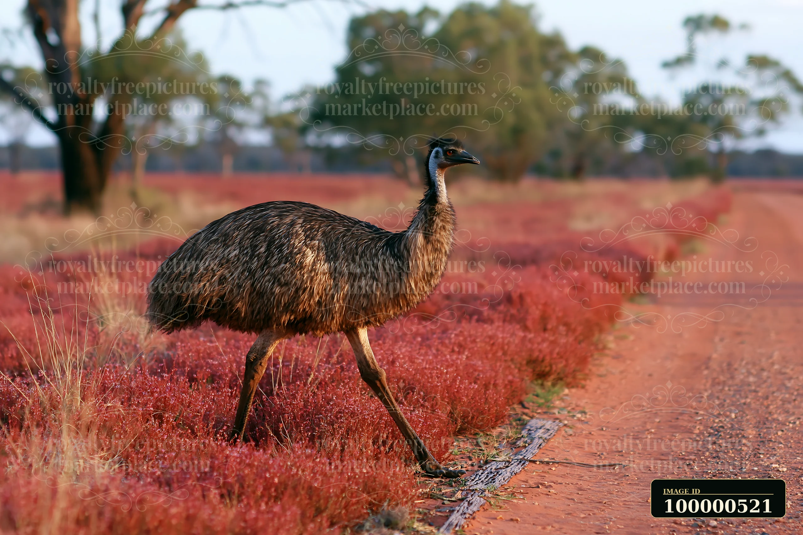 An emu walks across a red outback plain with sparse vegetation.