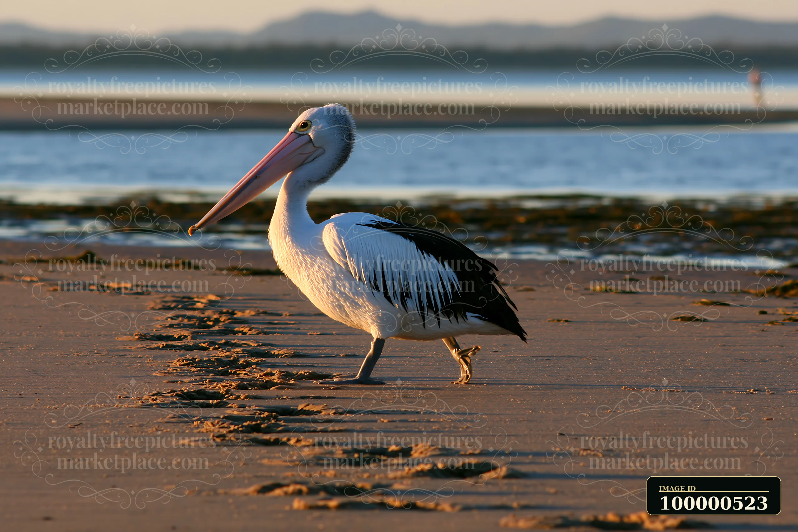 An Australian pelican moves along the sandy shore of a coastal lagoon, leaving tracks behind.