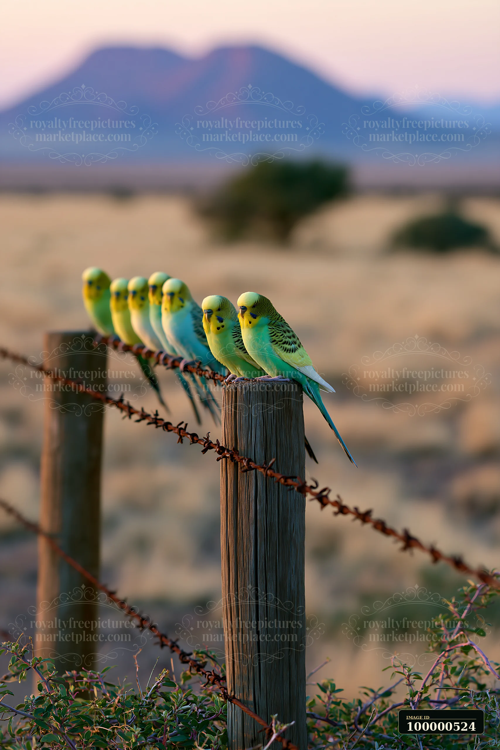 A flock of budgerigars gathers on a wooden fence post in a wide desert area.
