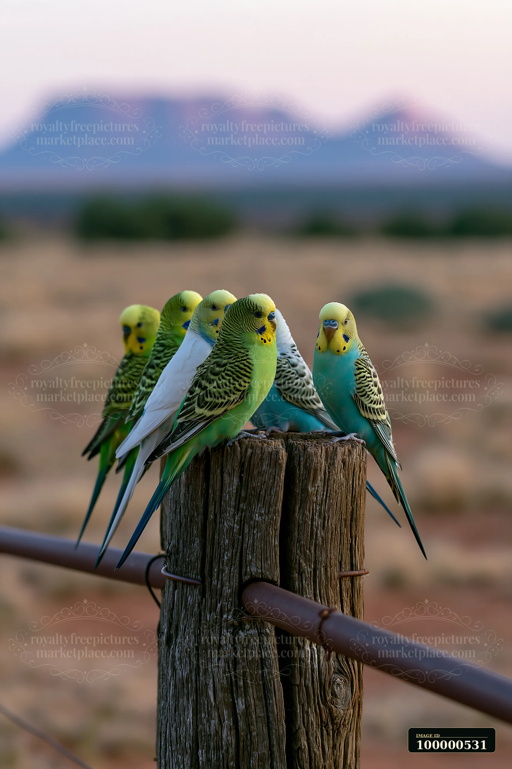 Budgerigar flock in desert landscape shows colorful birds resting on a wooden post as the sun sets over the distant mountains.