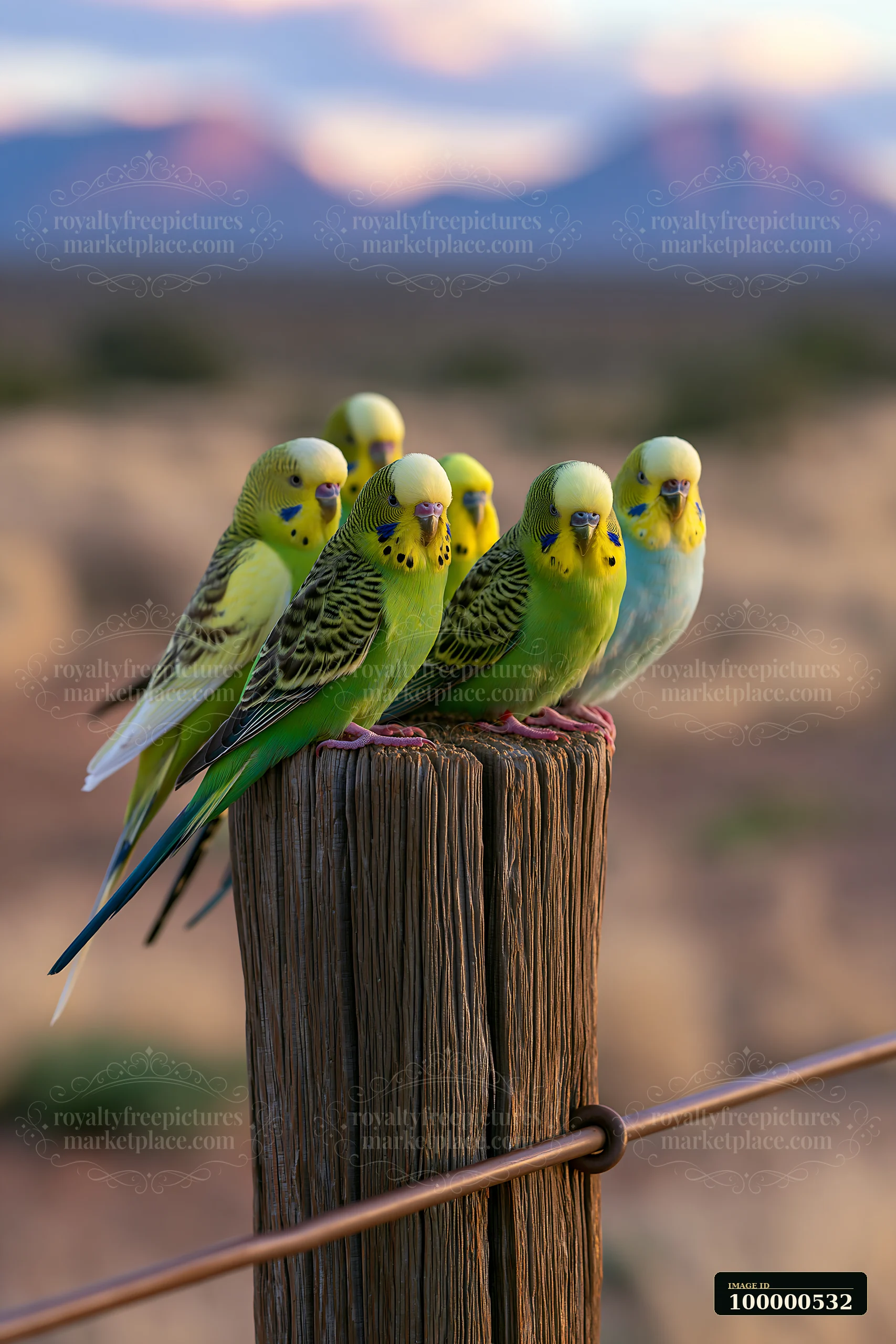 A group of budgerigars gathers on a wooden post in a desert setting, showcasing their vibrant colors against the backdrop of a soft-focus landscape during late