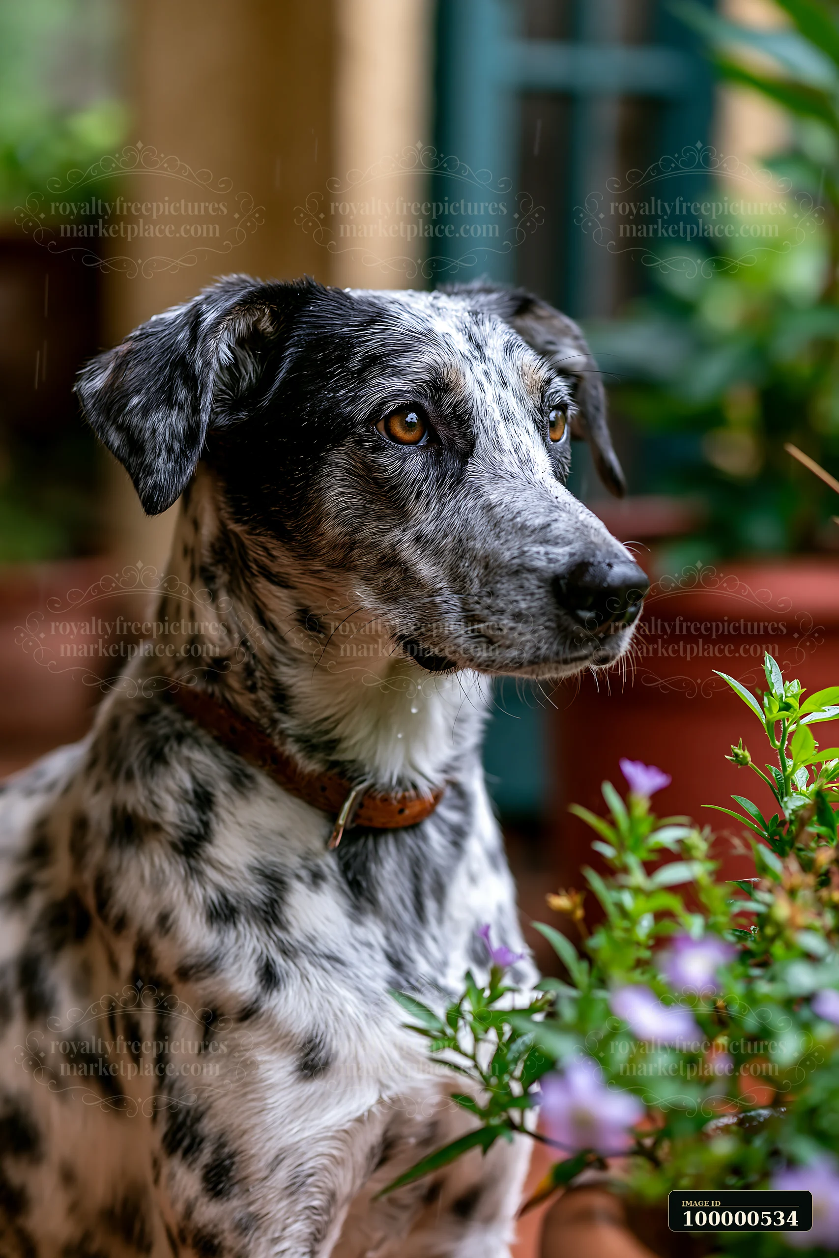 A rare dog breed with a spotted coat sits next to flowers in a bright indoor setting.