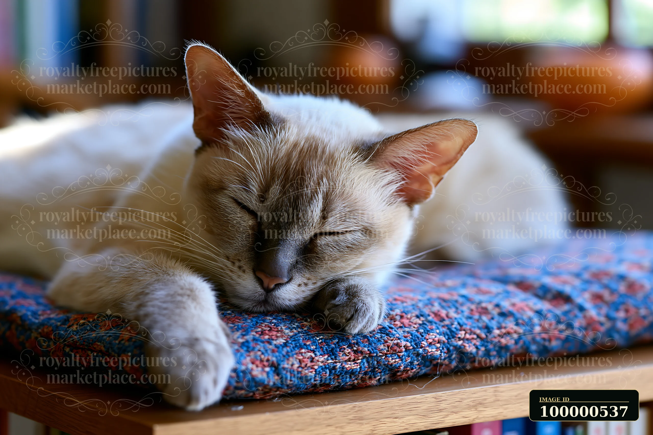 A rare cat breed is sleeping on a soft surface in a living room.