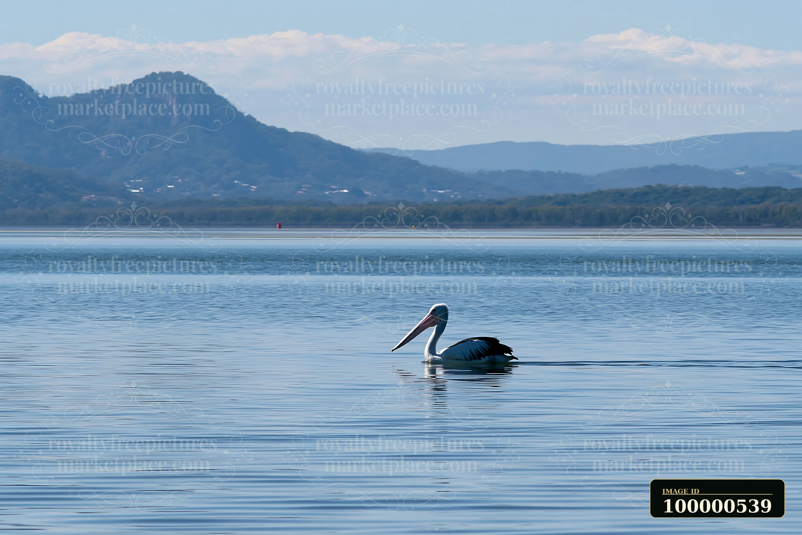 An Australian pelican swims across a coastal lagoon, surrounded by distant mountains and clear skies.