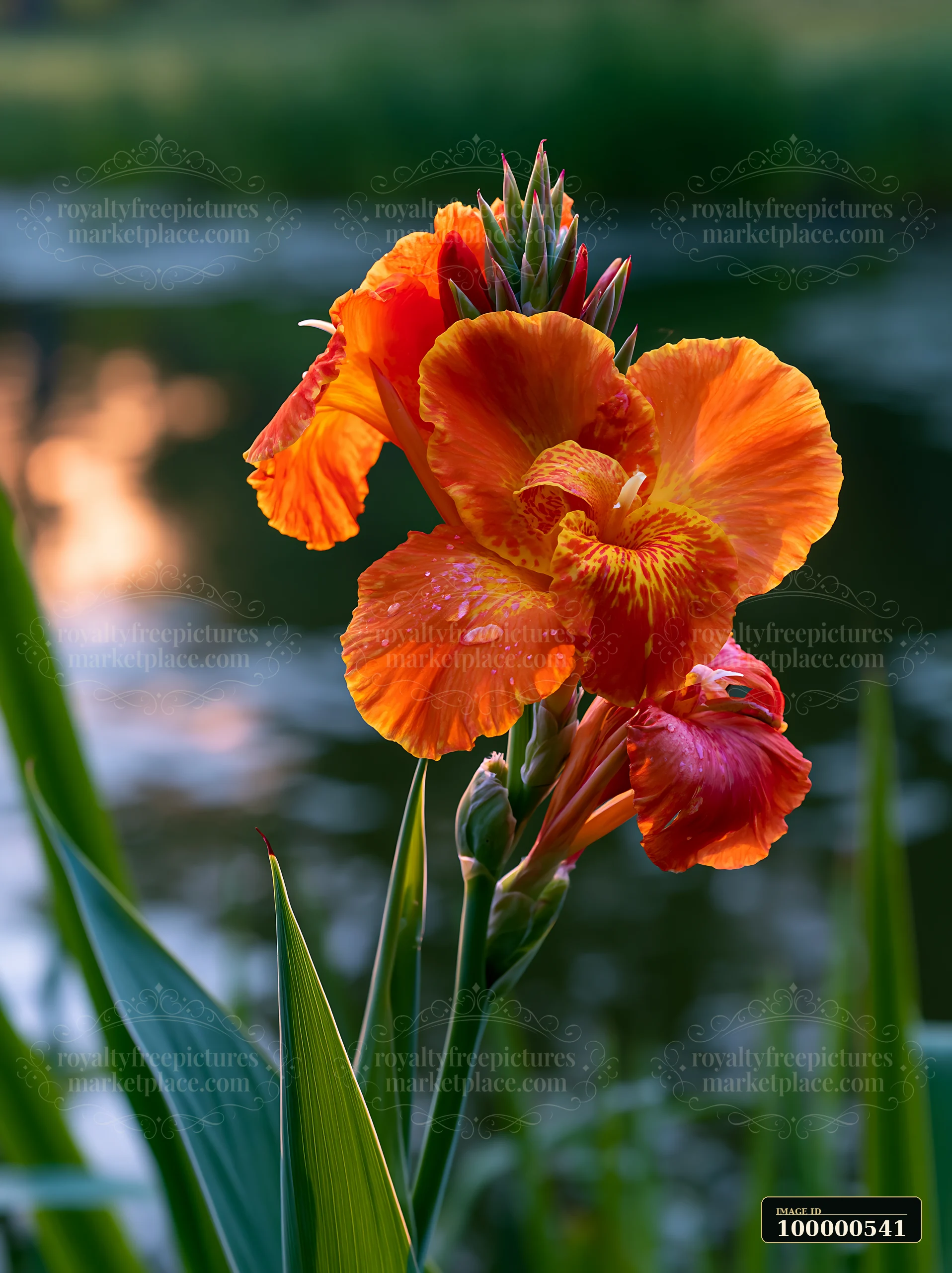 Canna lily flowers bloom near a pond as the sun sets, highlighting their vibrant colors.