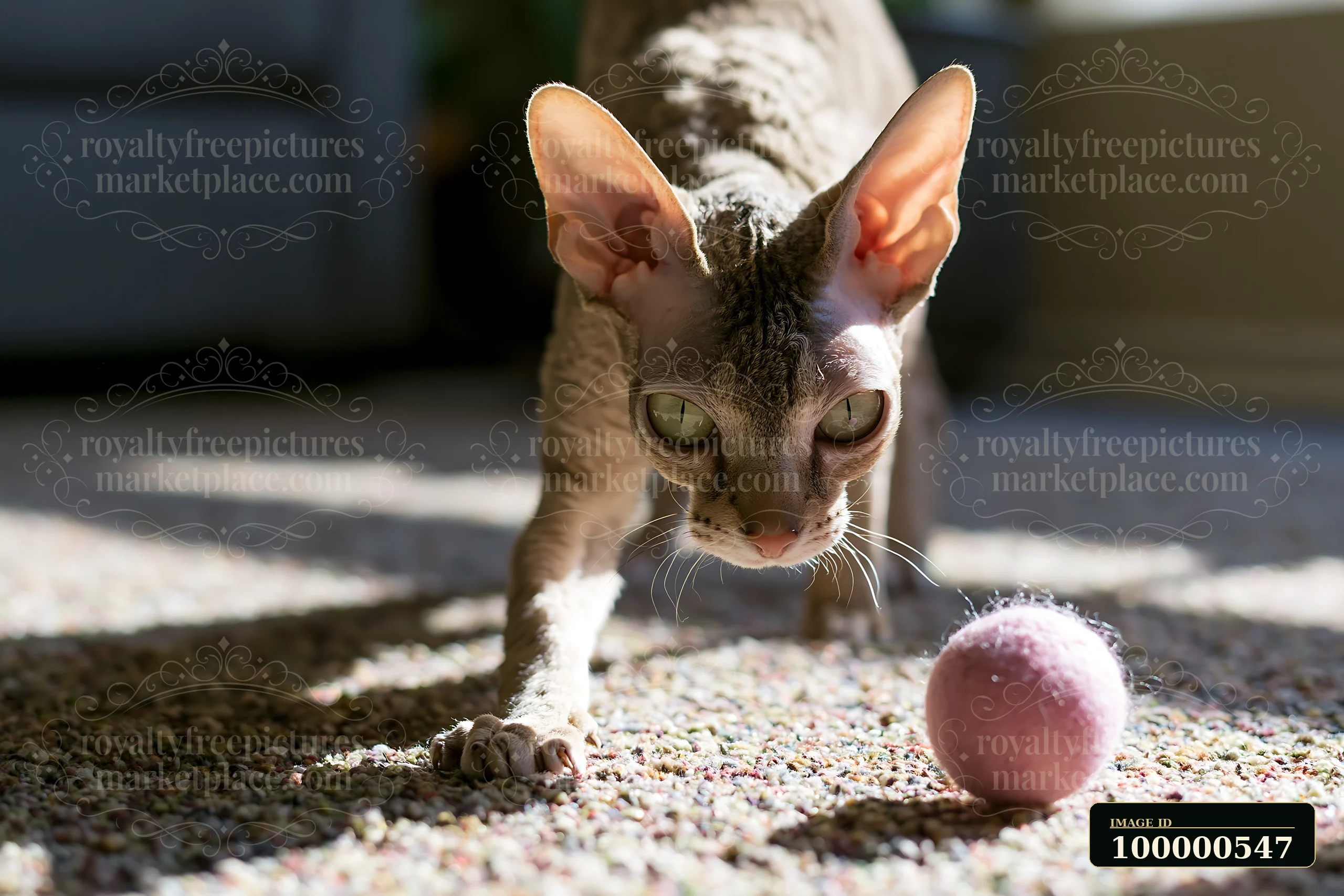 A cat approaches a pink ball on the floor in a sunlit room.