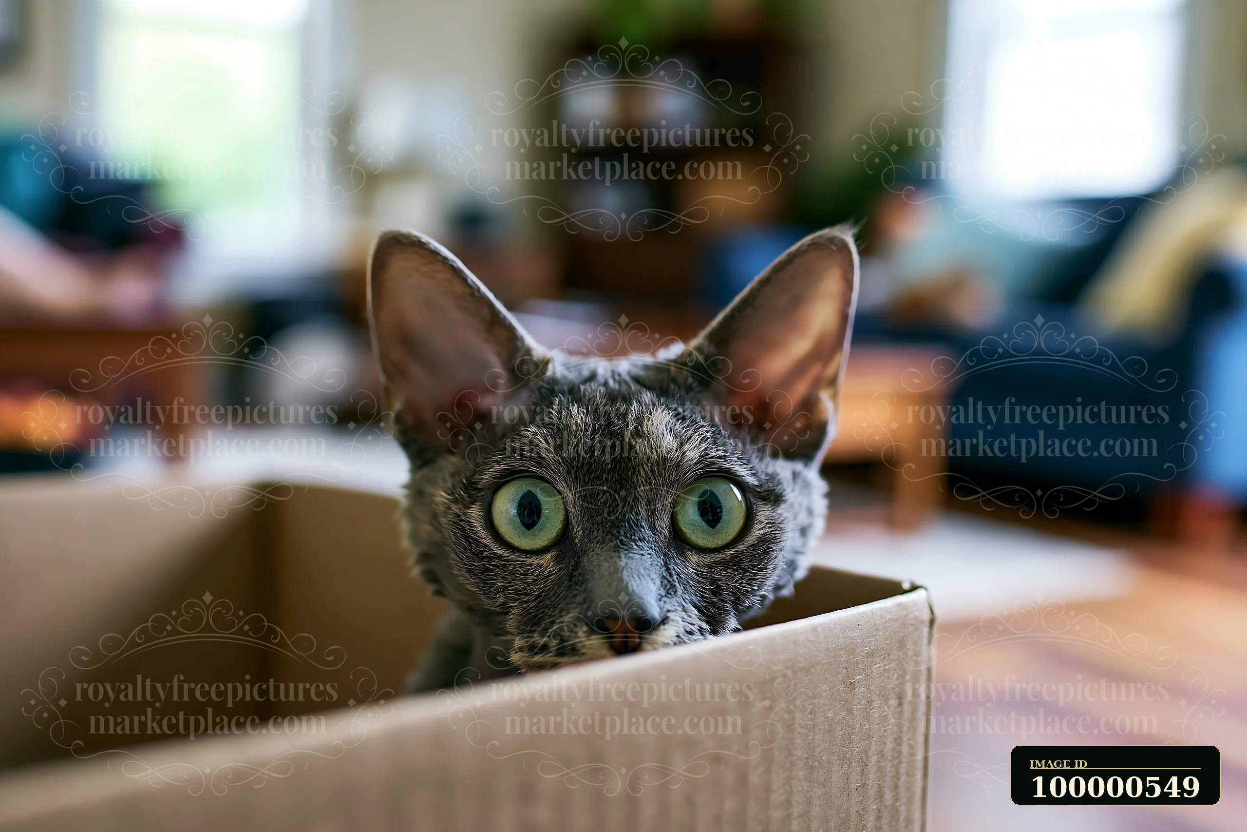 A gray cat with wide eyes is peeking out from inside a cardboard box in a cozy living room.