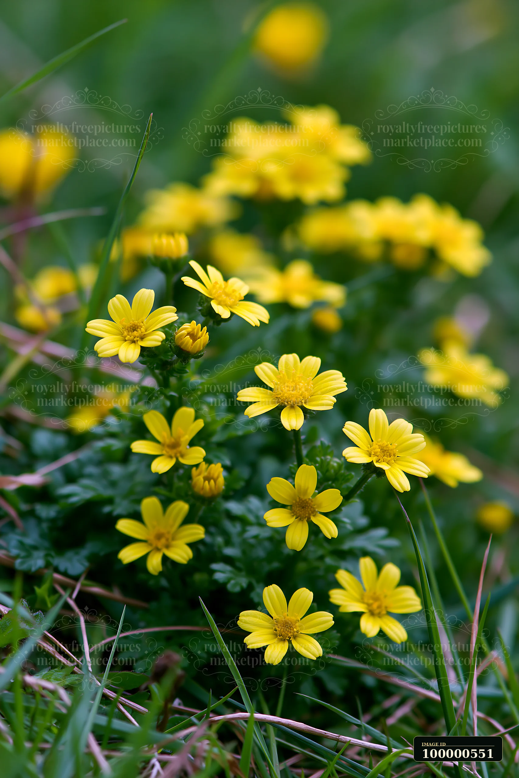 A meadow recovering after mowing shows clusters of yellow flowers growing amidst fresh green grass.