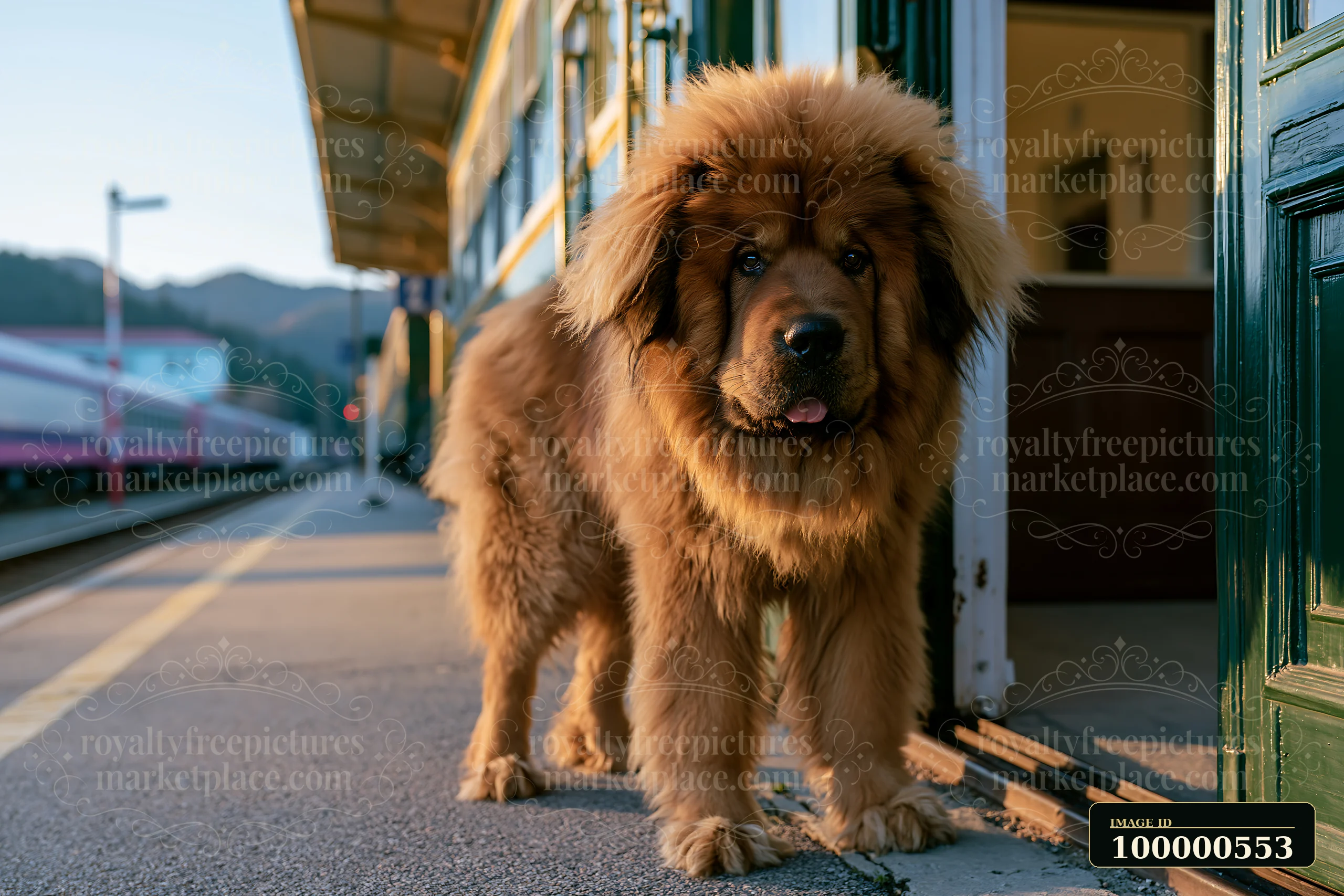 A Tibetan mastiff stands at the entrance of a train station with mountains in the background.