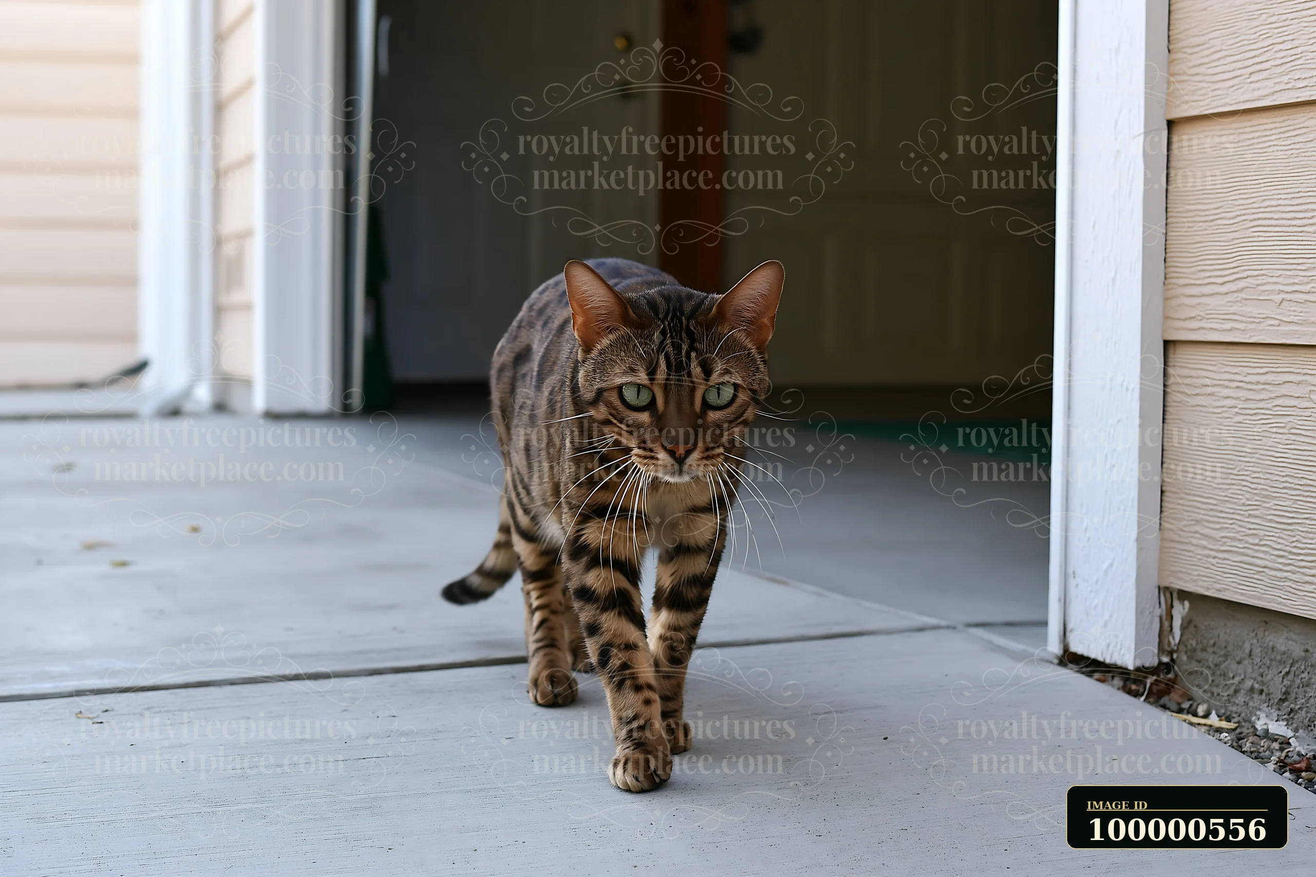 A California Spangled cat walks across a concrete surface outside a house.