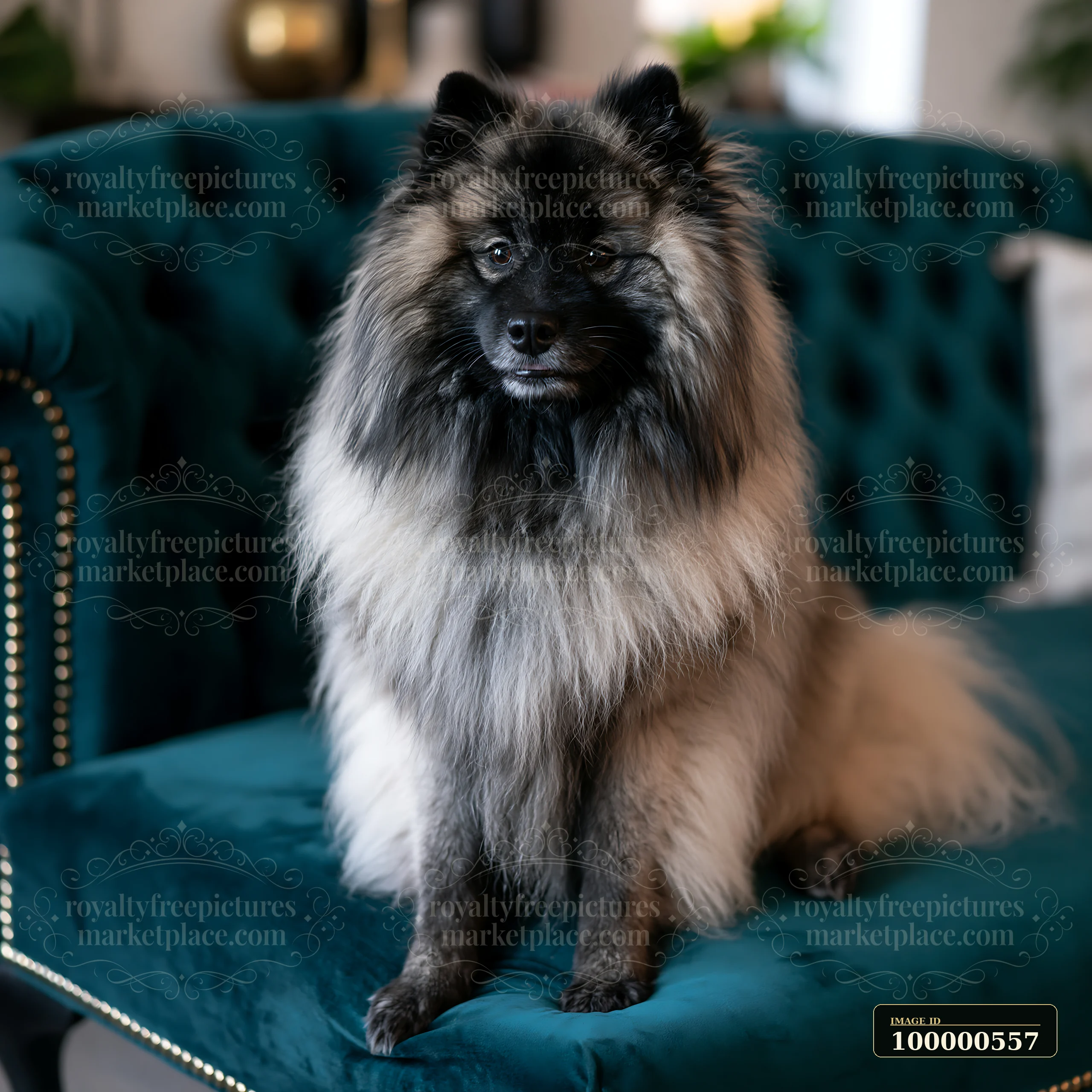 A rare dog breed is sitting on a blue sofa in a cozy living room setting.