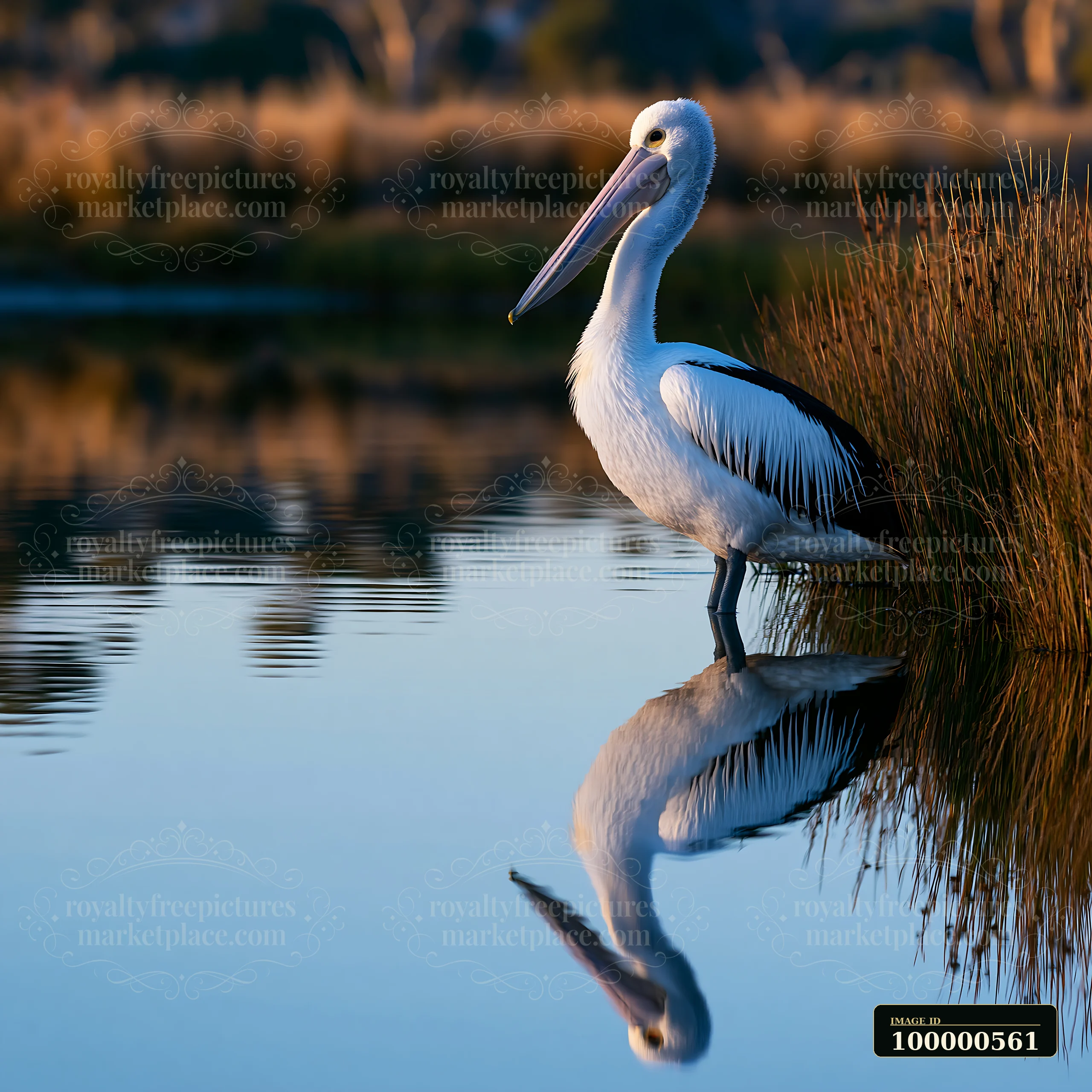 An Australian pelican is seen standing near a coastal lagoon during sunset, reflecting on the still water.
