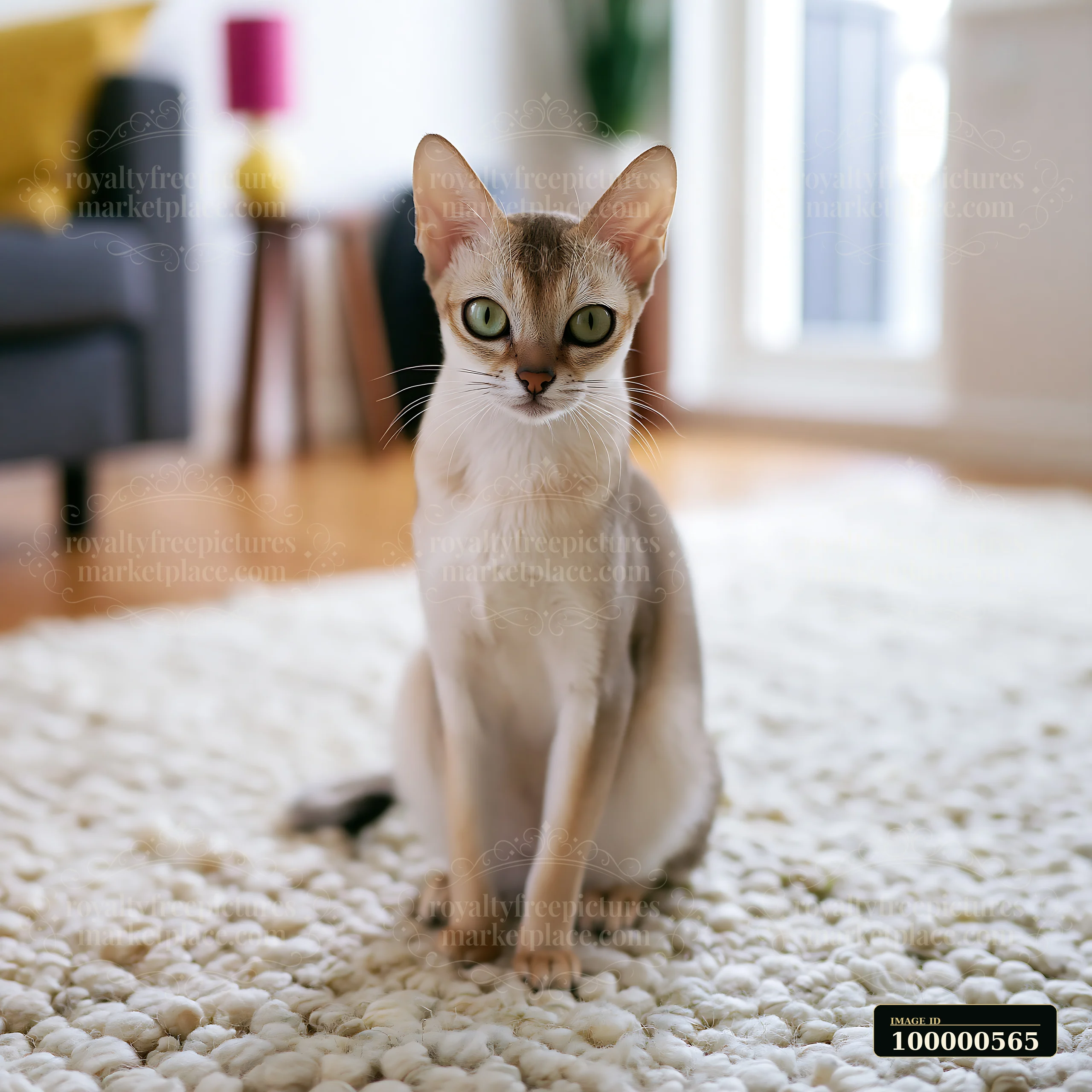 A light-filled room has a cat sitting on a fluffy rug.
