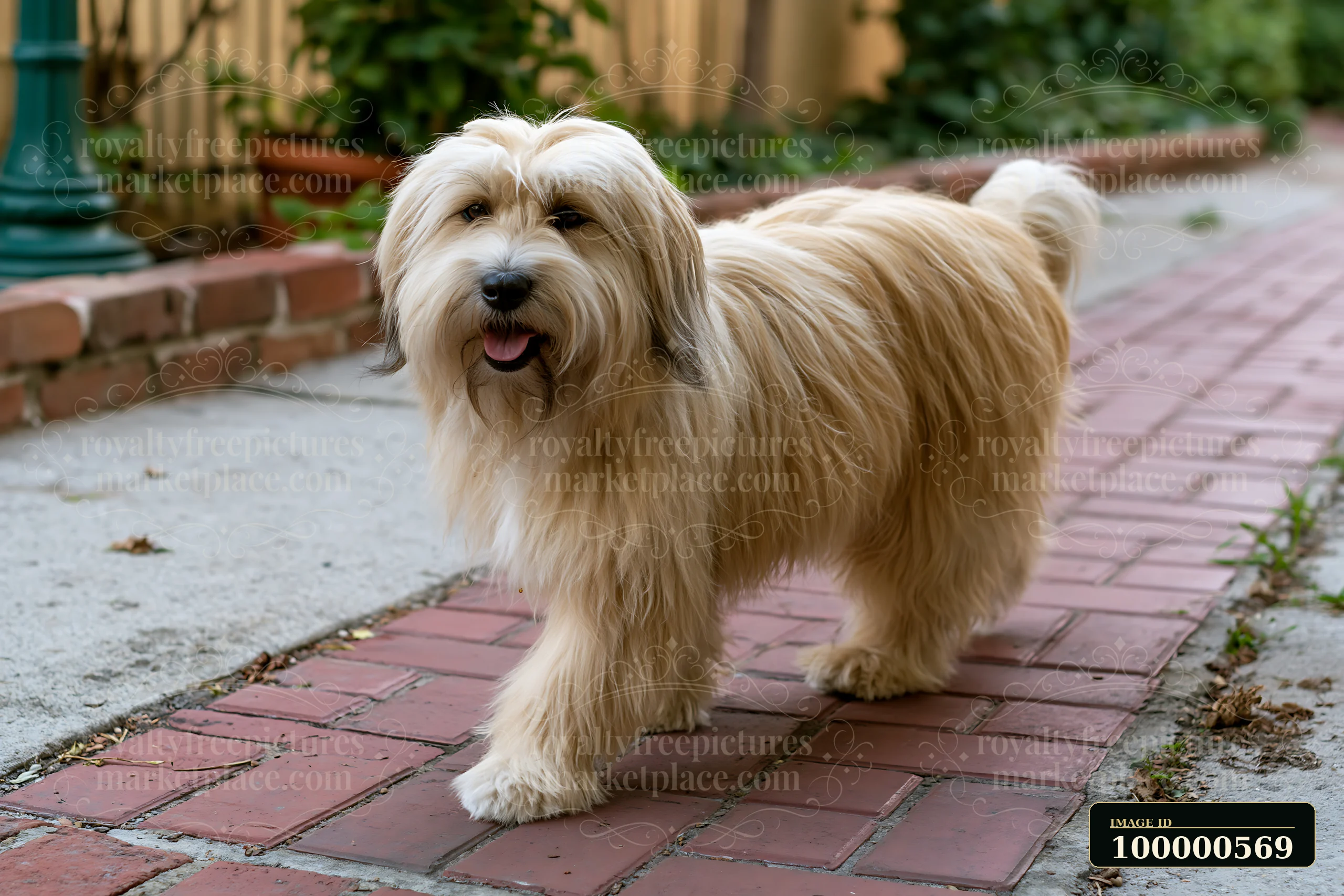A rare dog breed with unusual coat texture walks along a brick path in a residential area.