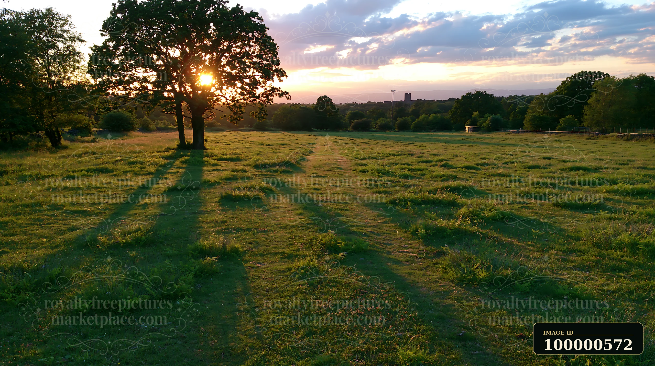 A meadow recovering after mowing shows fresh green grass under a setting sun.
