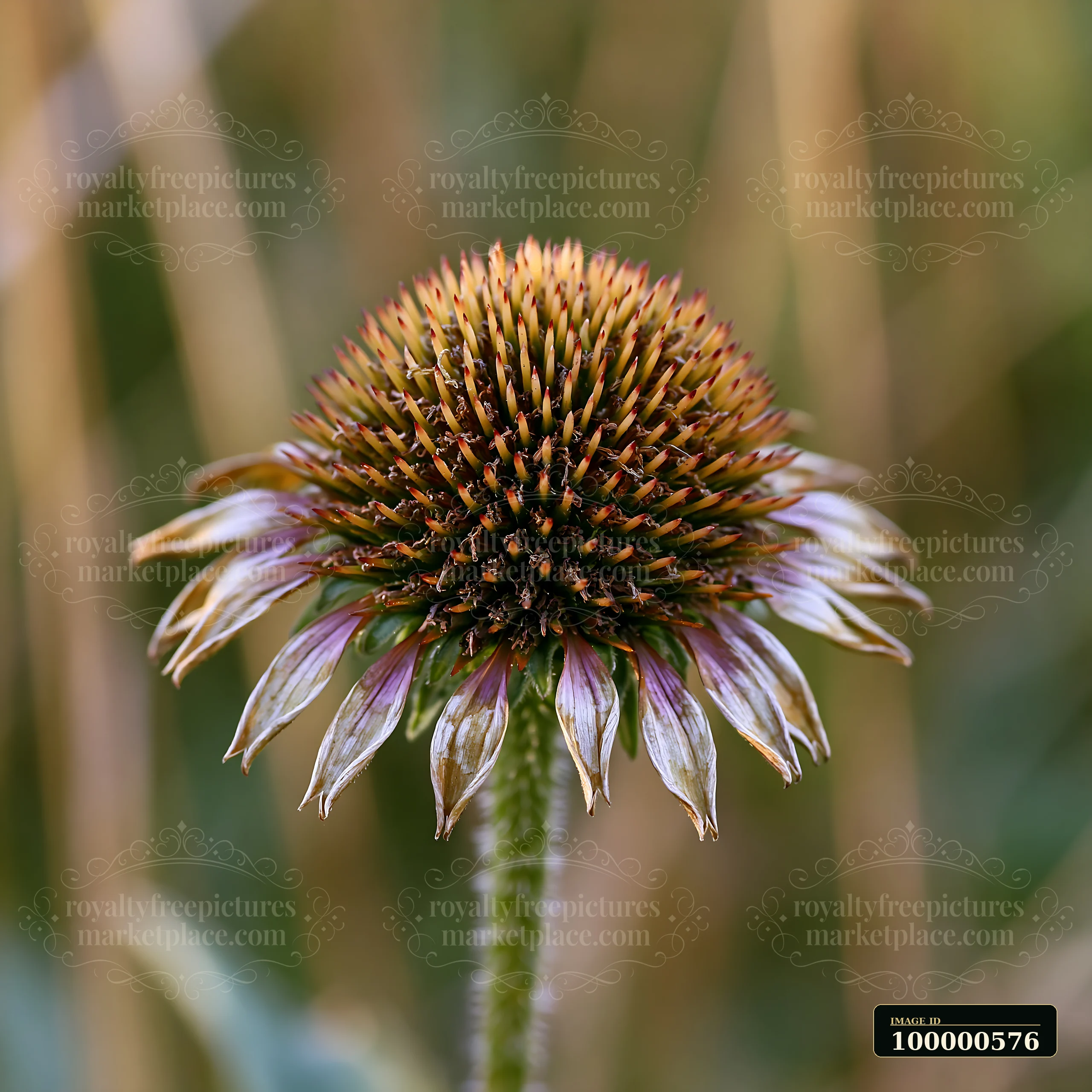 Echinacea flowers in prairie display their distinctive cone-shaped heads surrounded by green grass under natural light.
