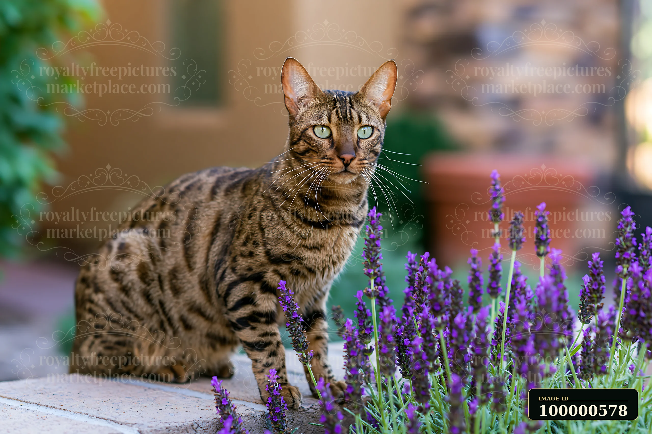 A California Spangled cat poses in a garden surrounded by vibrant lavender flowers.