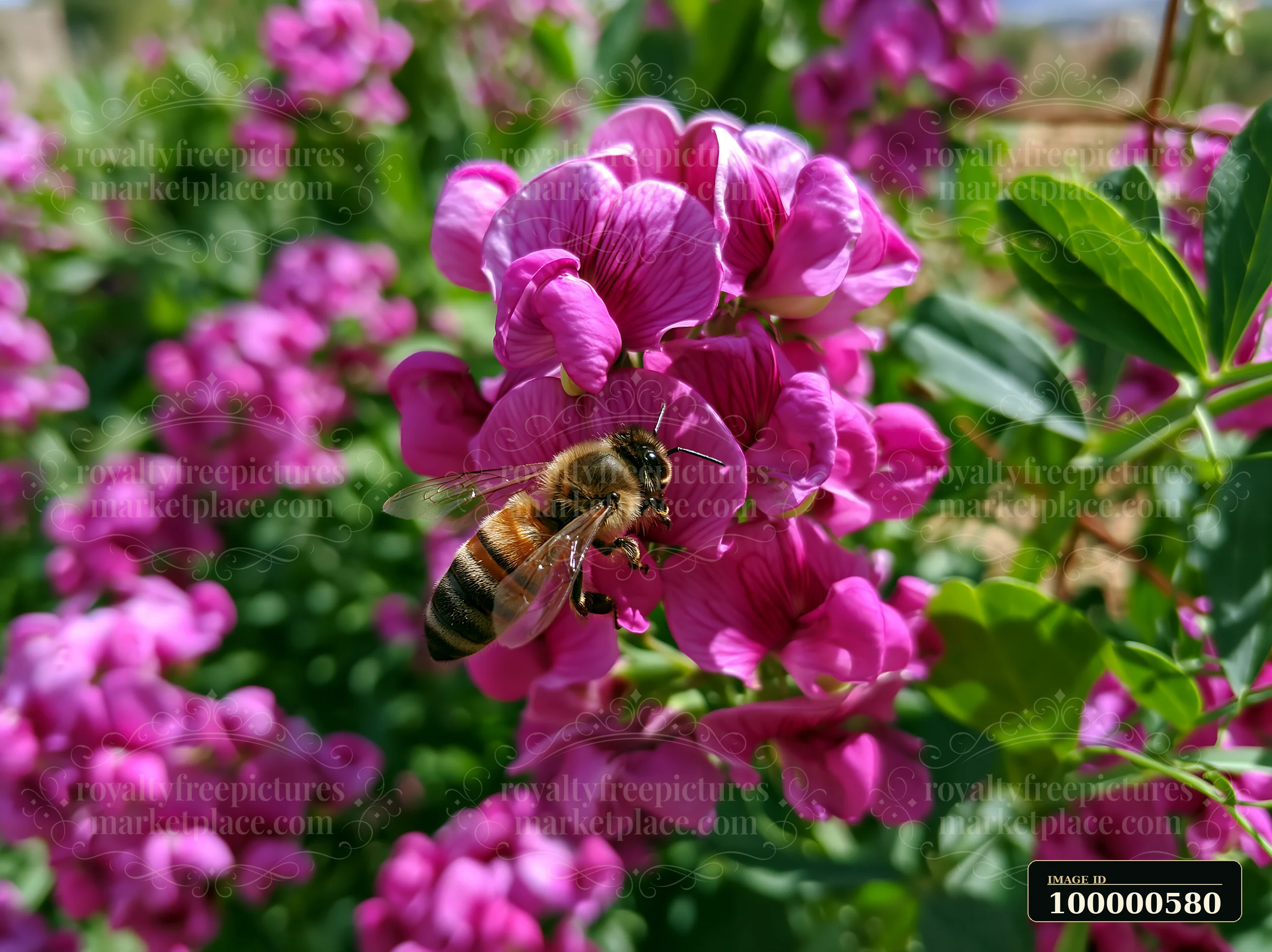 Sweet pea flowers climbing a trellis attract a bee that collects pollen during daylight.