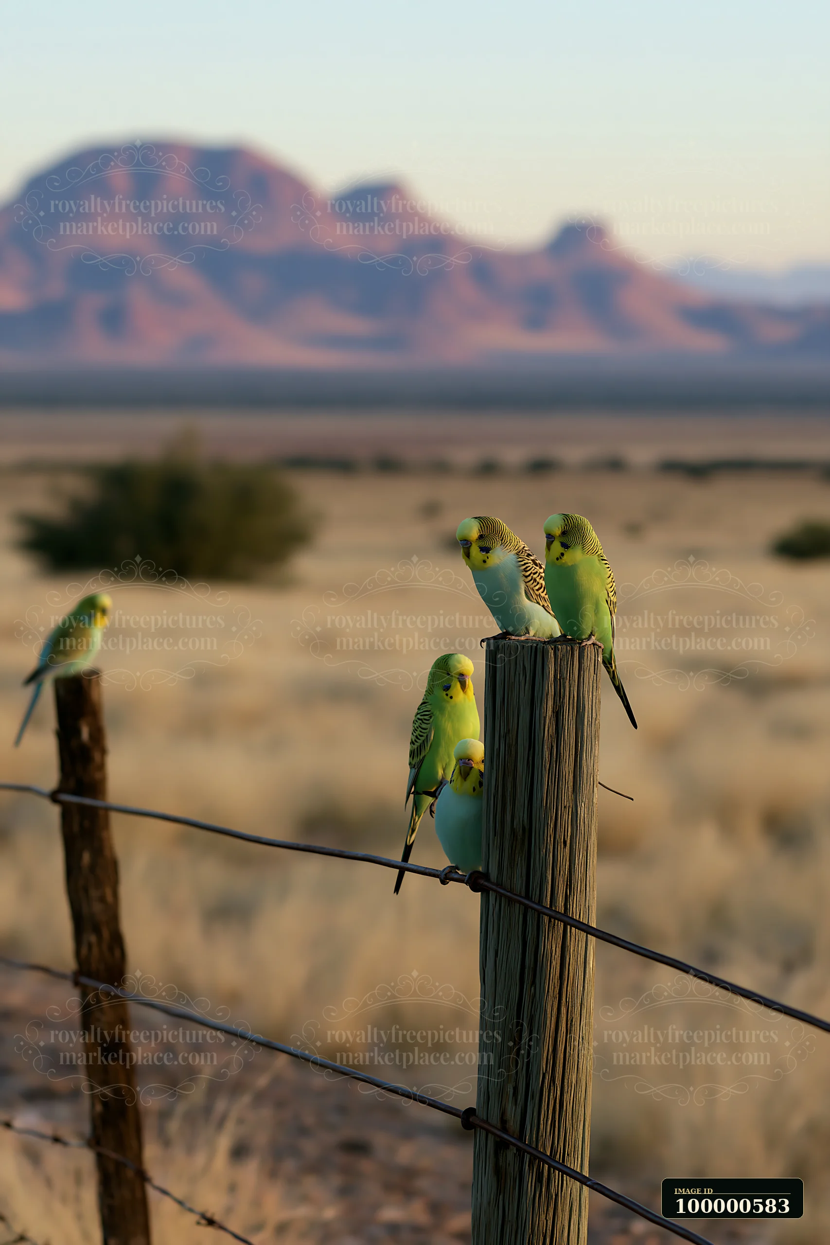 A group of budgerigars sits on a fence post in a desert landscape as the sun sets behind distant mountains.
