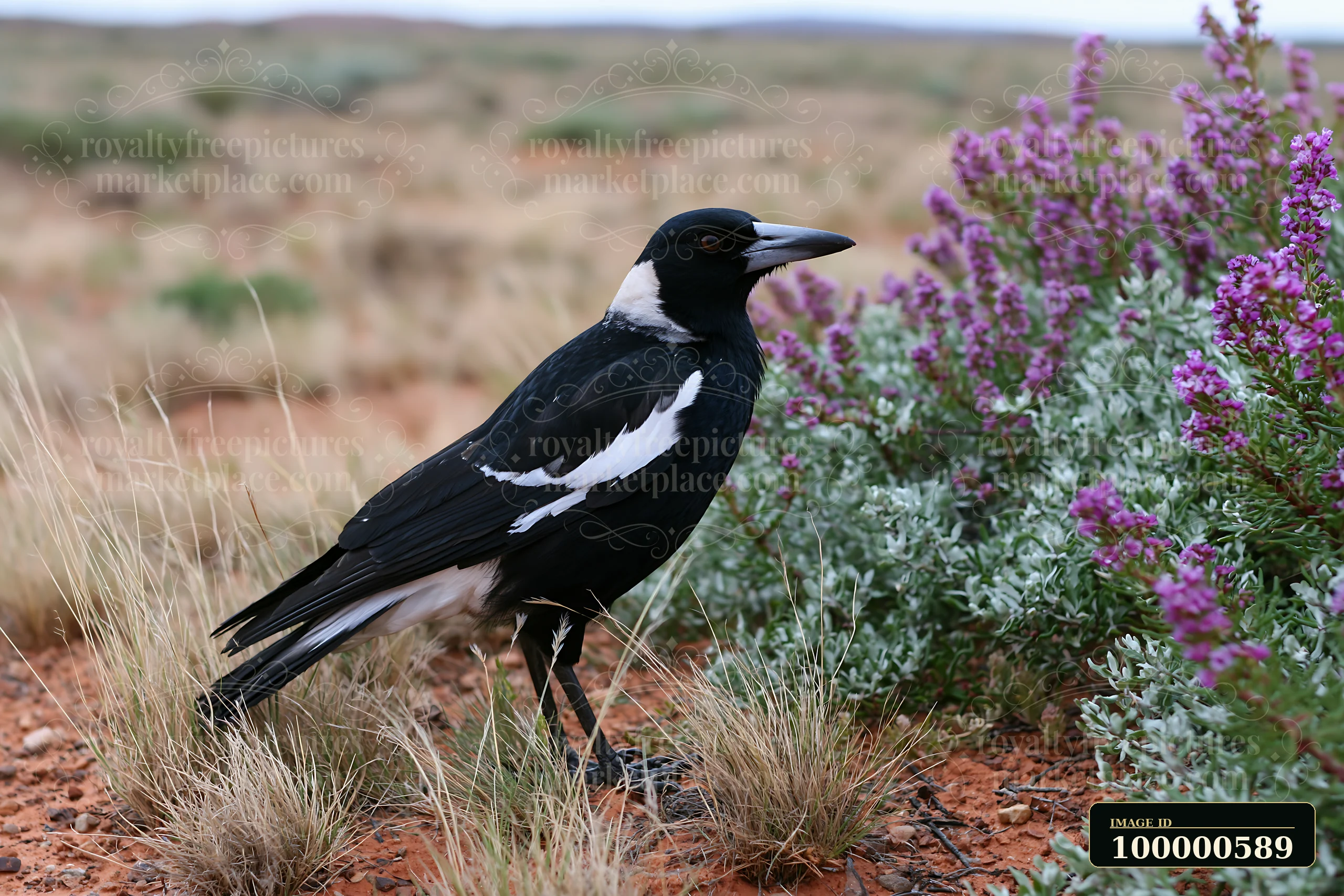 An Australian magpie stands in the grassland, surrounded by sparse vegetation and purple flowers.