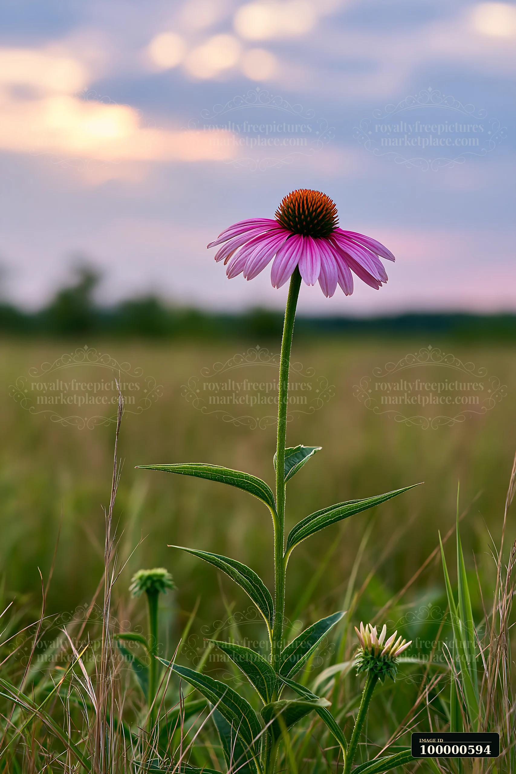 Echinacea flowers in prairie showcase vibrant pink blossoms against a sunset sky.