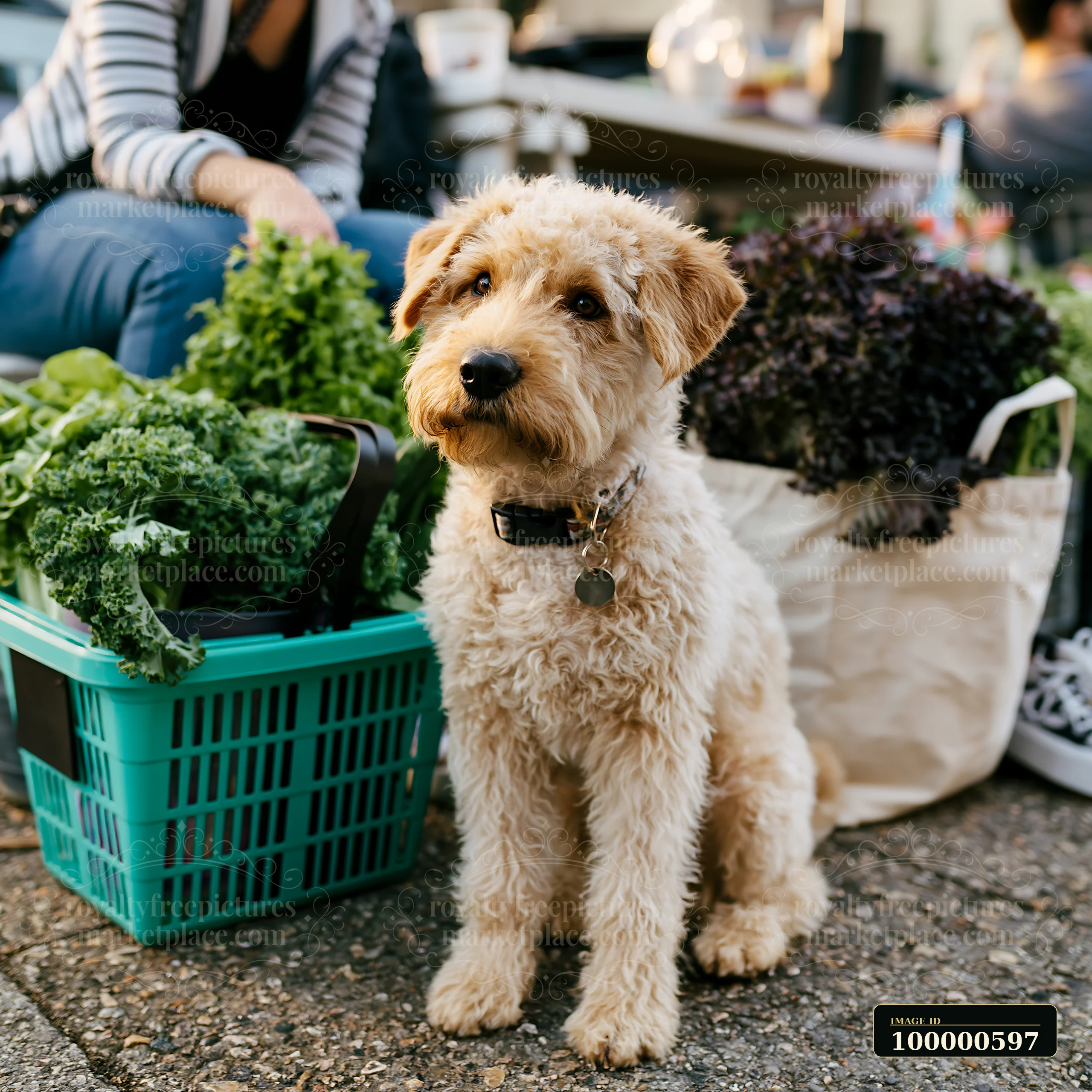 A rare dog breed visiting farmers market sits near fresh greens and vegetables.