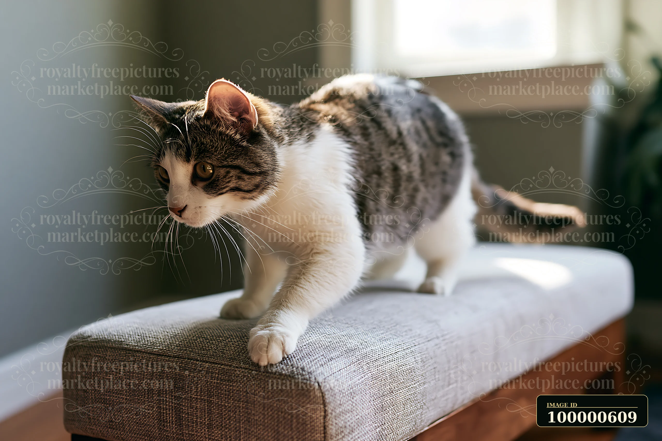 A Bambino cat walks across a soft couch in a well-lit room, showcasing its playful nature.