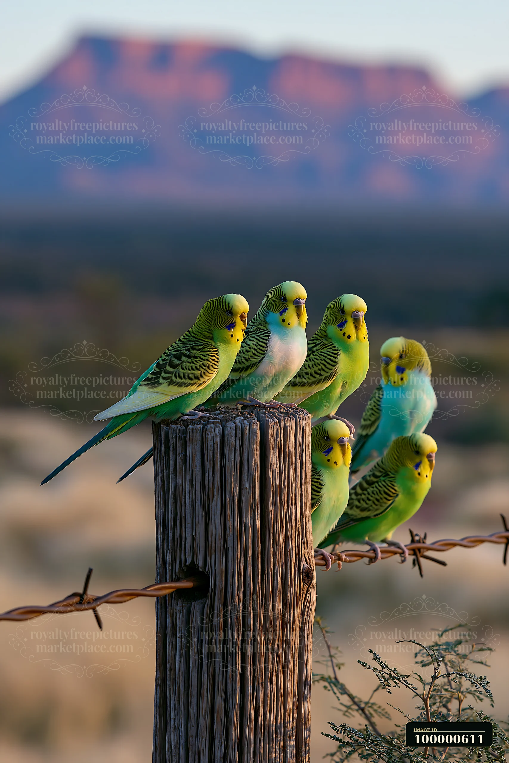 A flock of budgerigars perches on a weathered wooden post in a desert landscape.