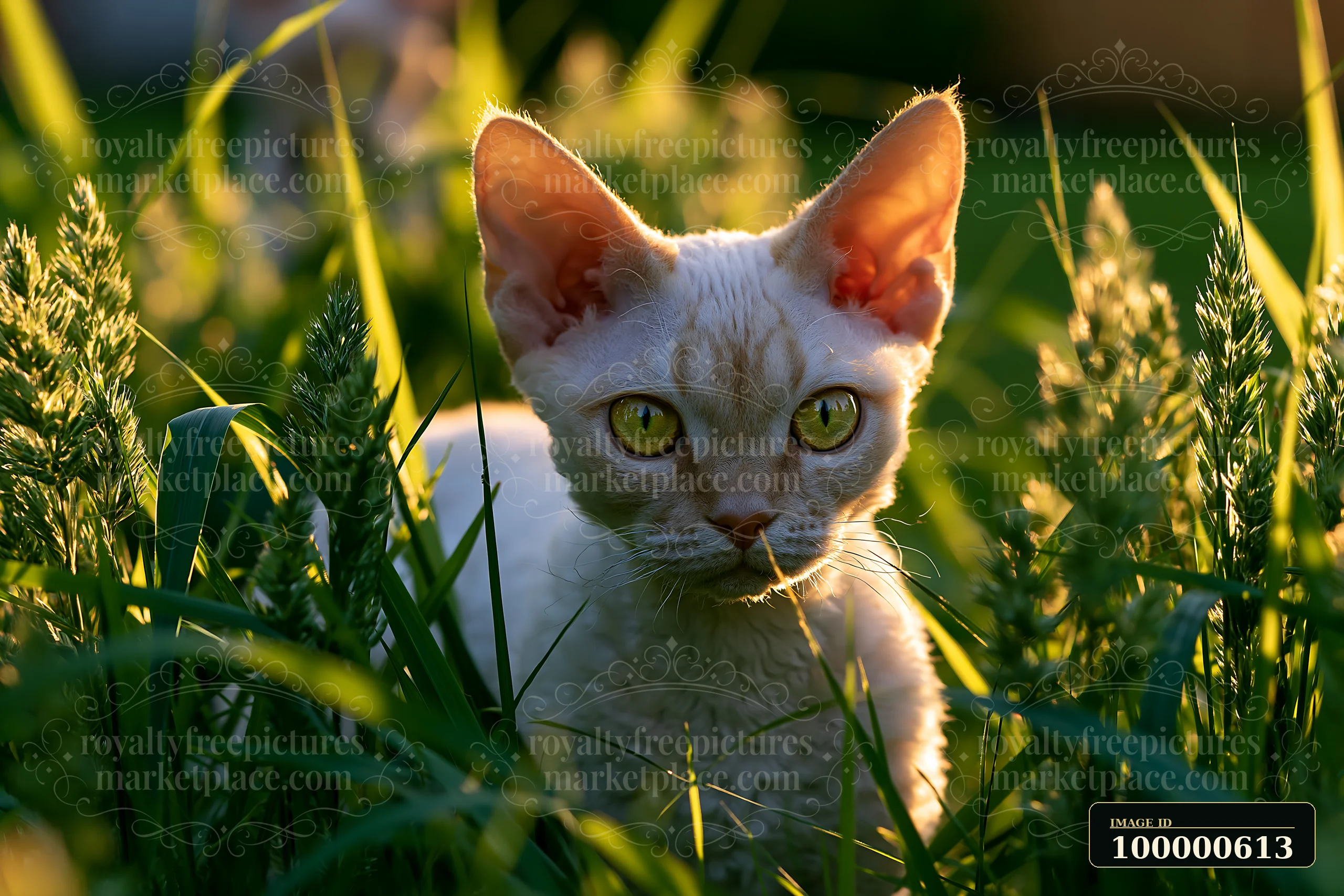 A Devon Rex cat with large ears explores the tall grass in a sunlit setting.