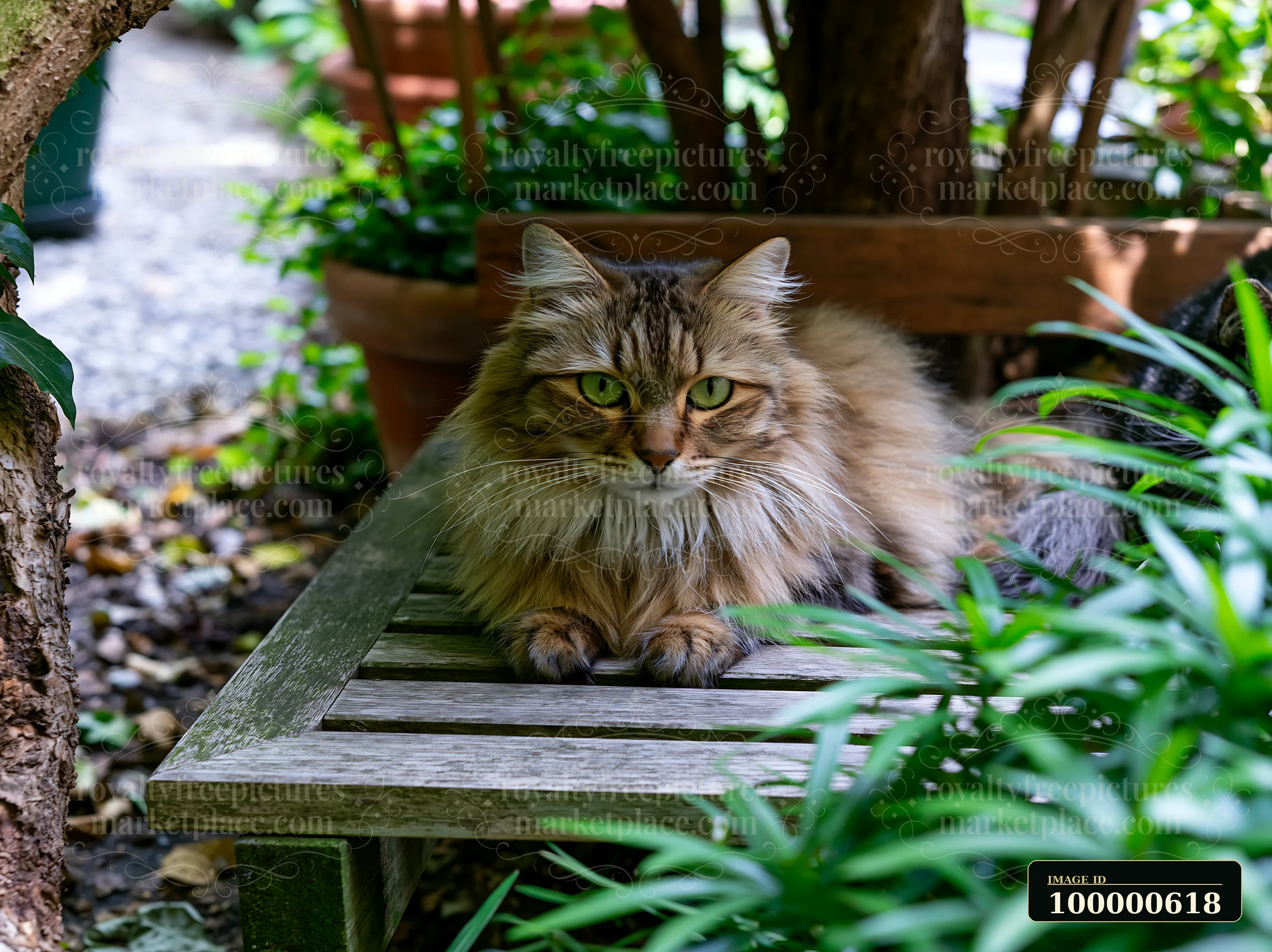 An Asian Semi-longhair cat lies on a wooden bench surrounded by green plants in a garden.