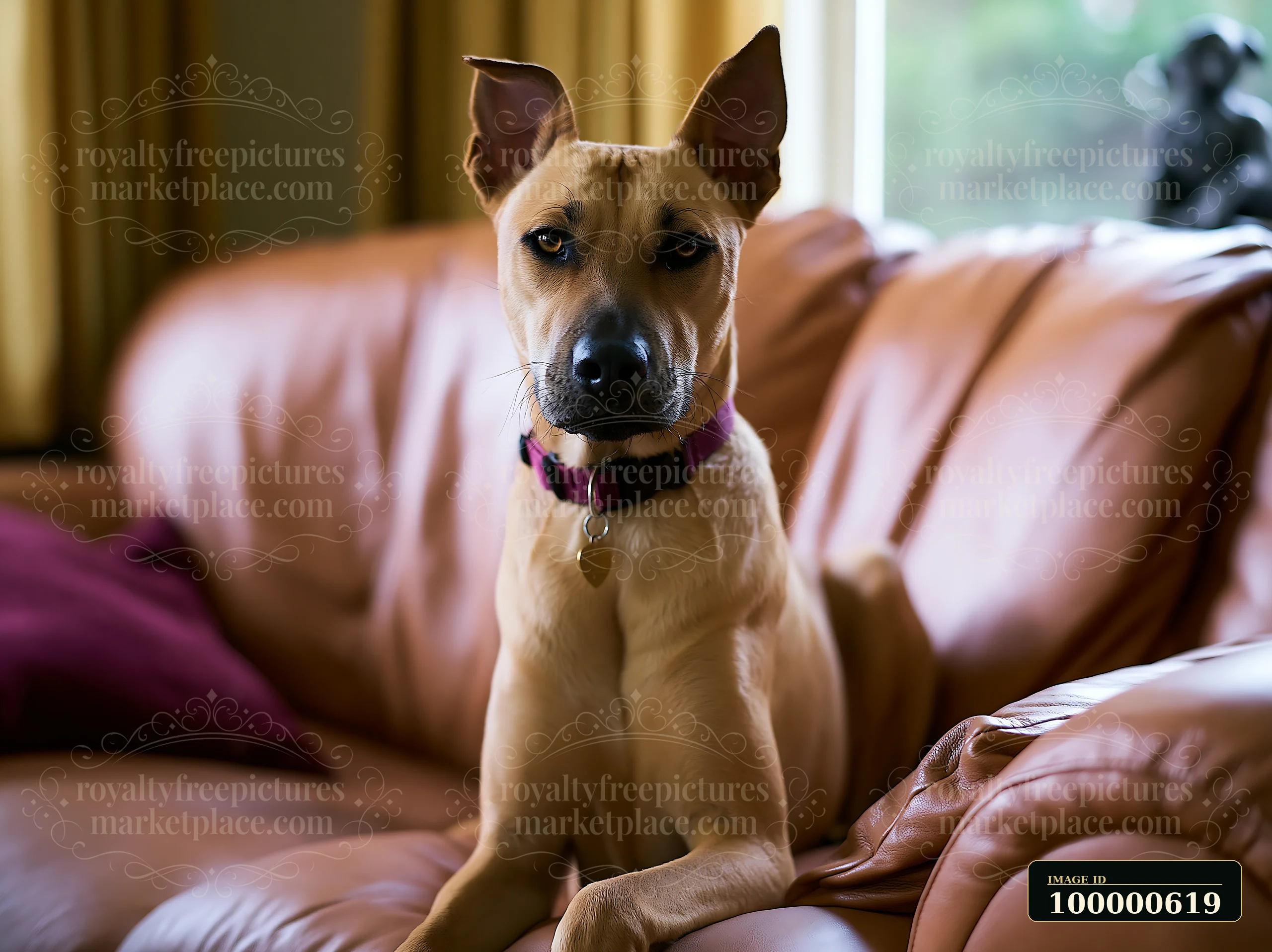 A rare dog breed on sofa at home sits attentively on a brown leather couch, surrounded by colorful cushions and a bright window in the background, creating a wa