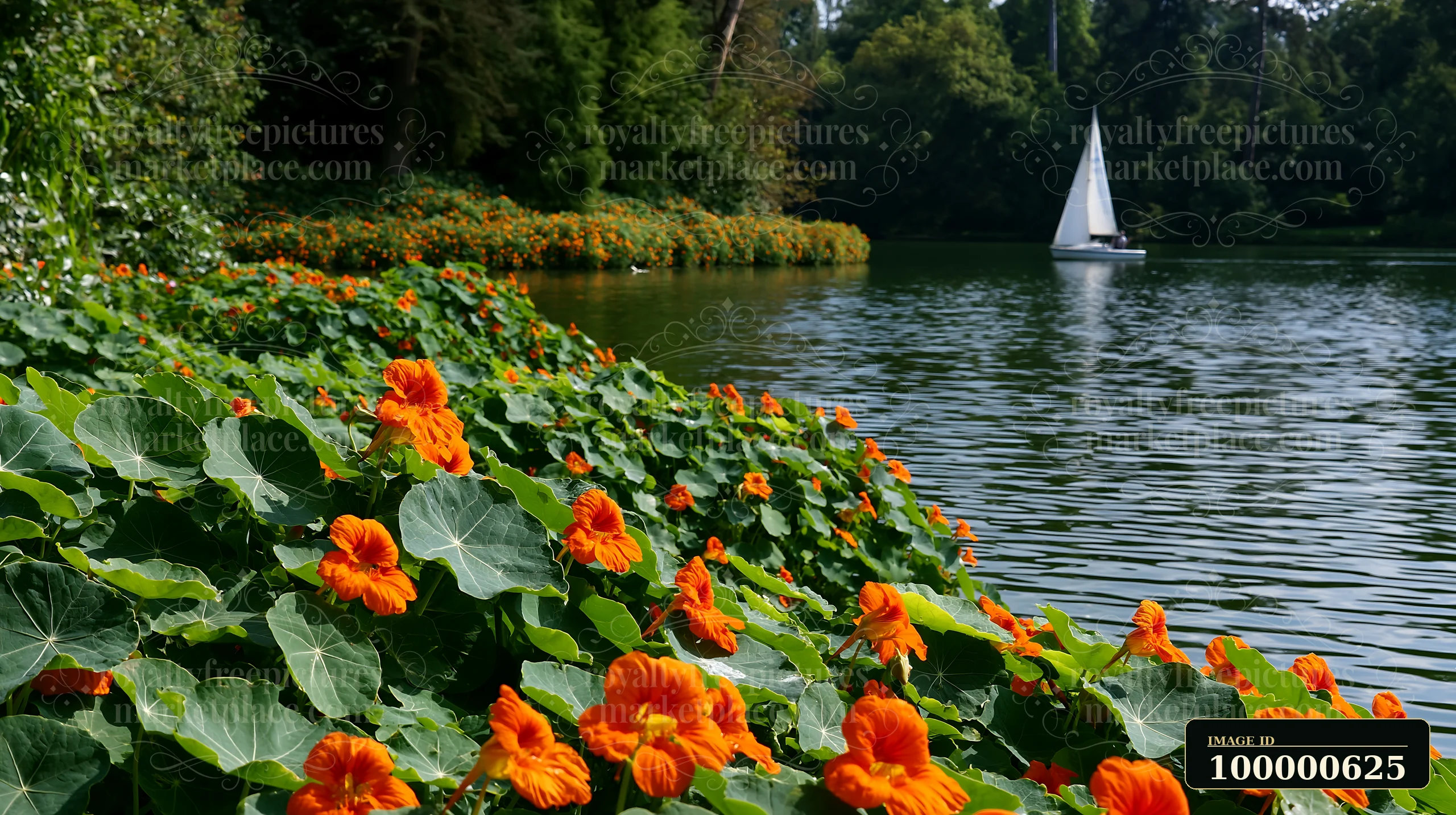 Nasturtiums cover the banks of a lake where a small sailboat glides across the water.