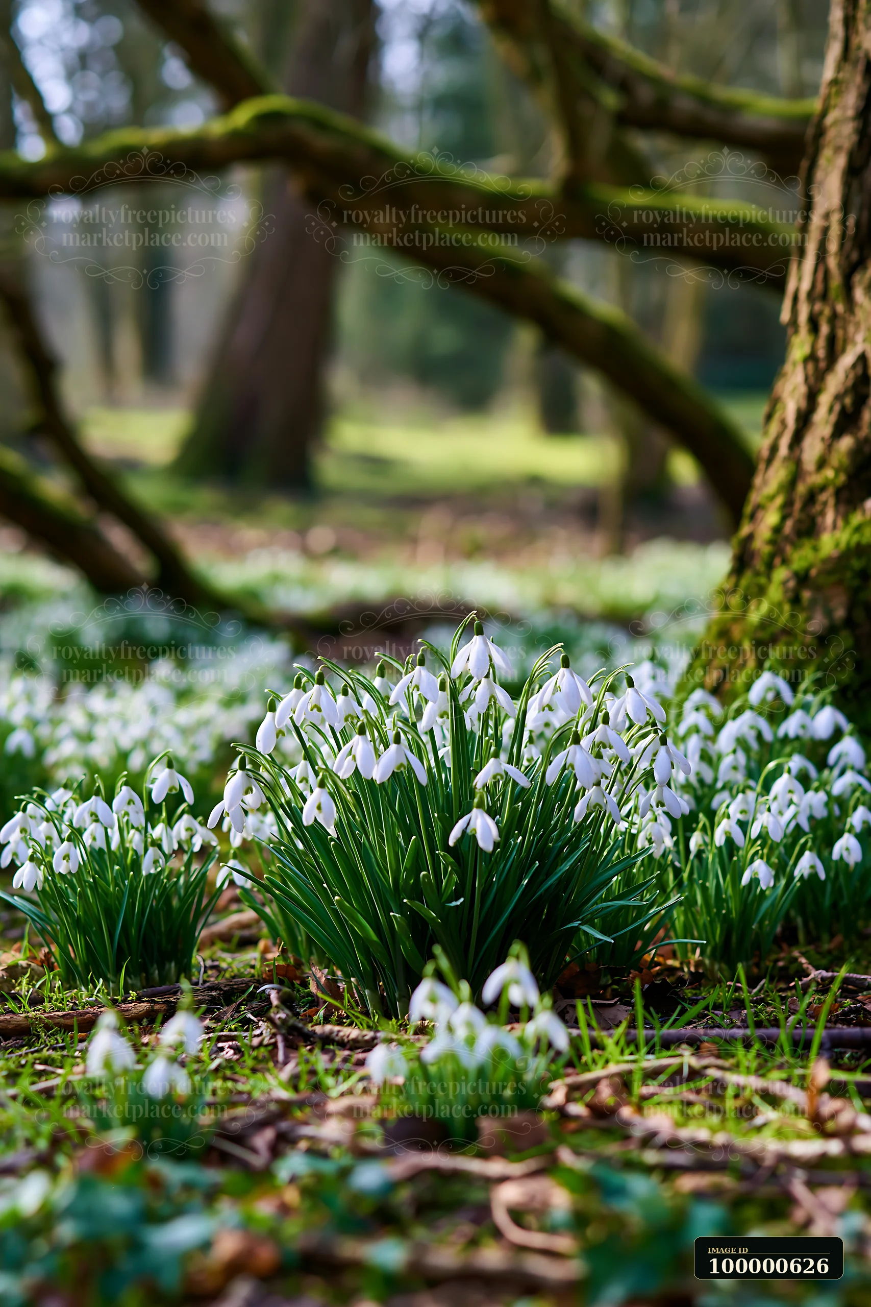 Snowdrop flowers beneath trees thrive in a lush green forest.