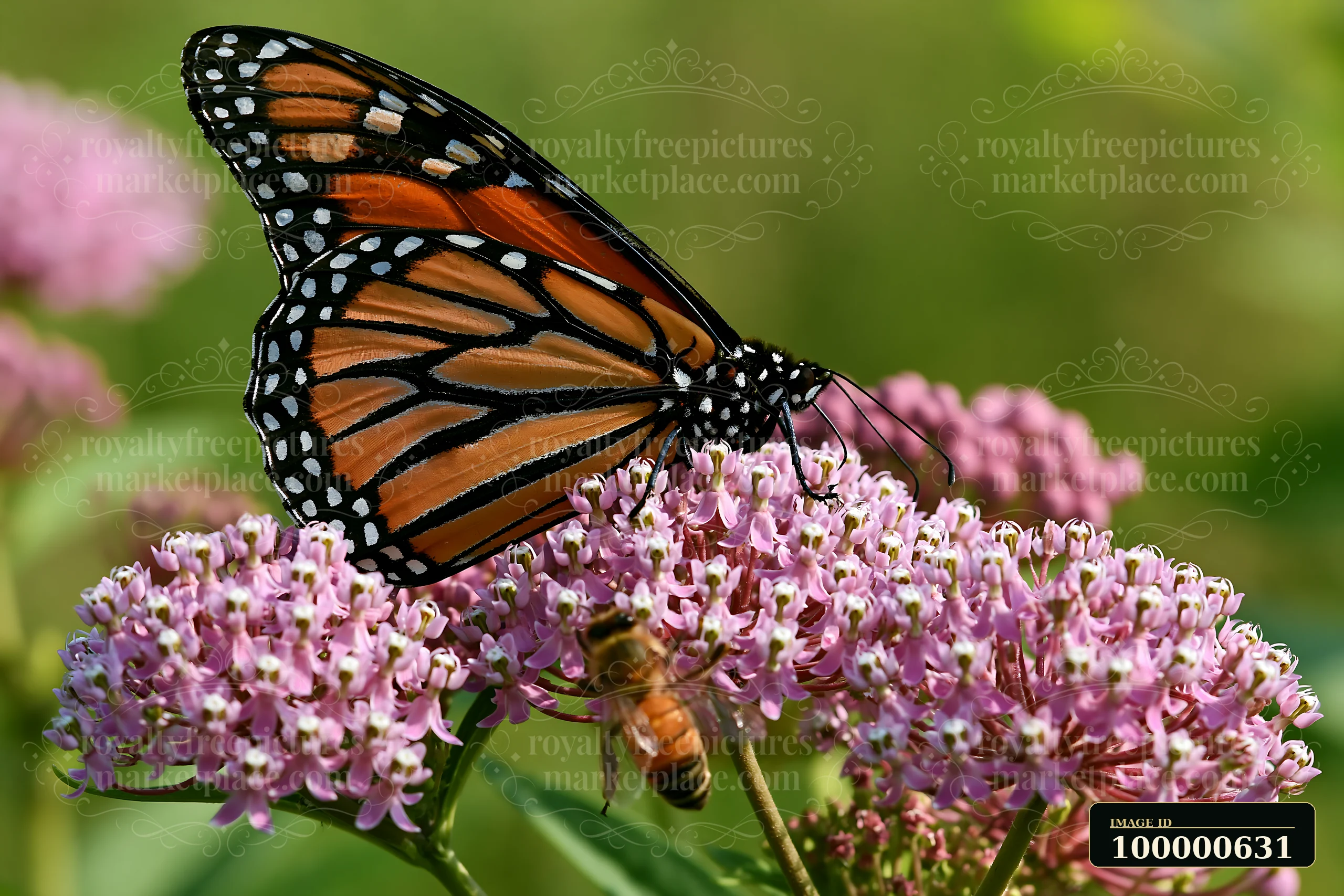 A honey bee resting on a leaf is seen close to a butterfly on pink flowers in a natural garden setting.