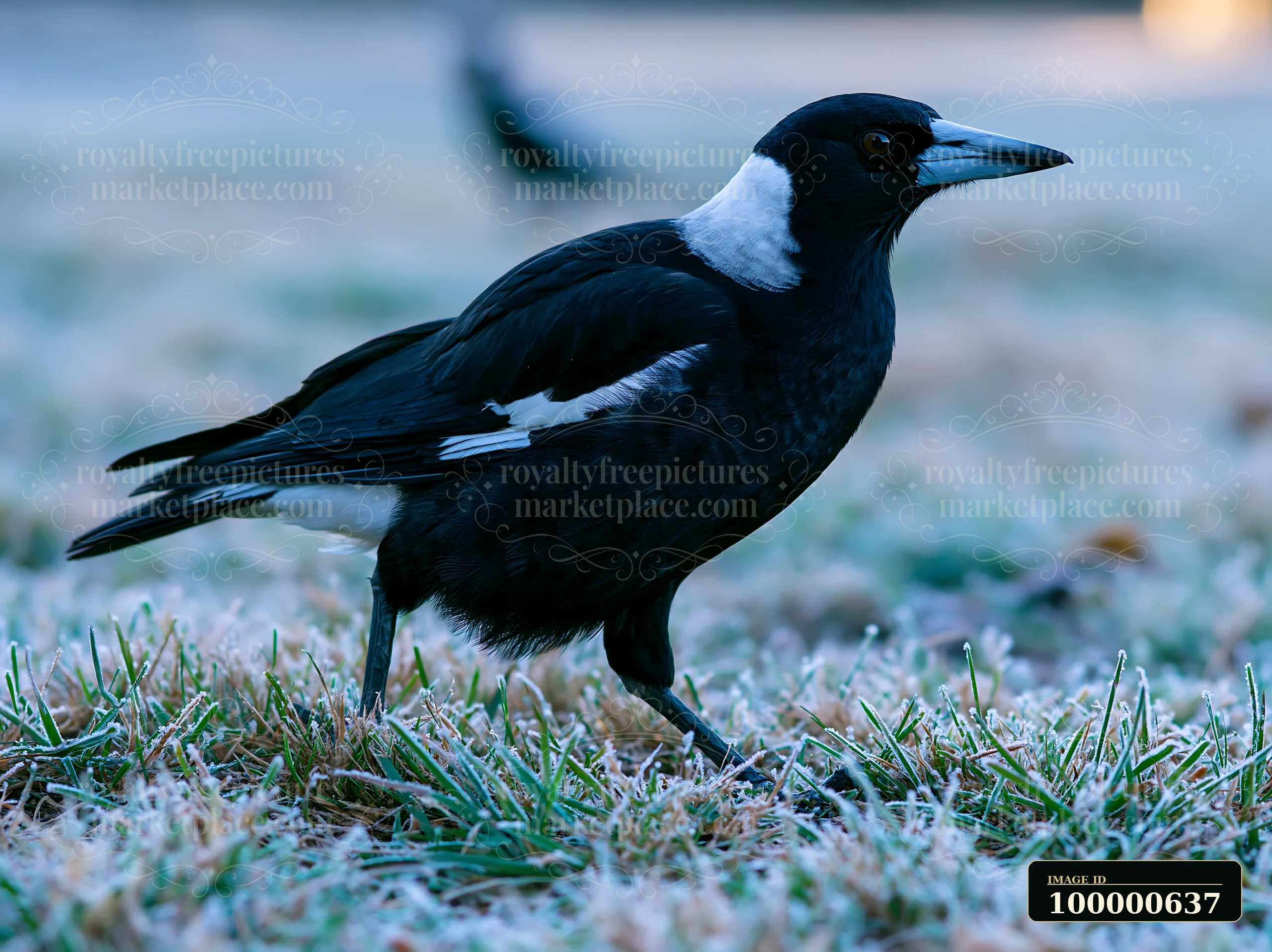 An Australian magpie is foraging on the frost-covered grassland during the early morning.