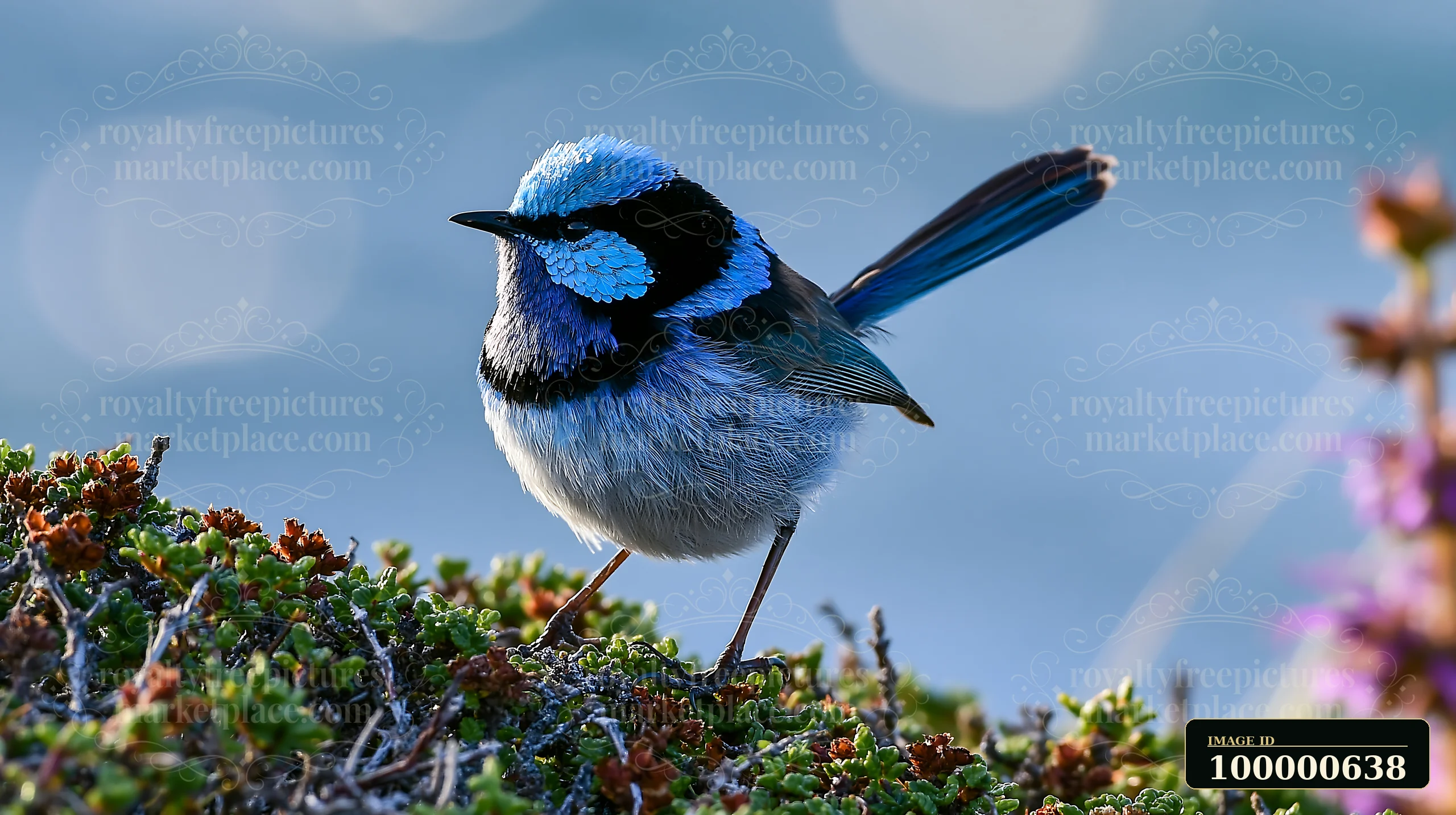 A fairy wren stands on a shrub in native shrubland, showcasing its vibrant feathers in clear daylight.