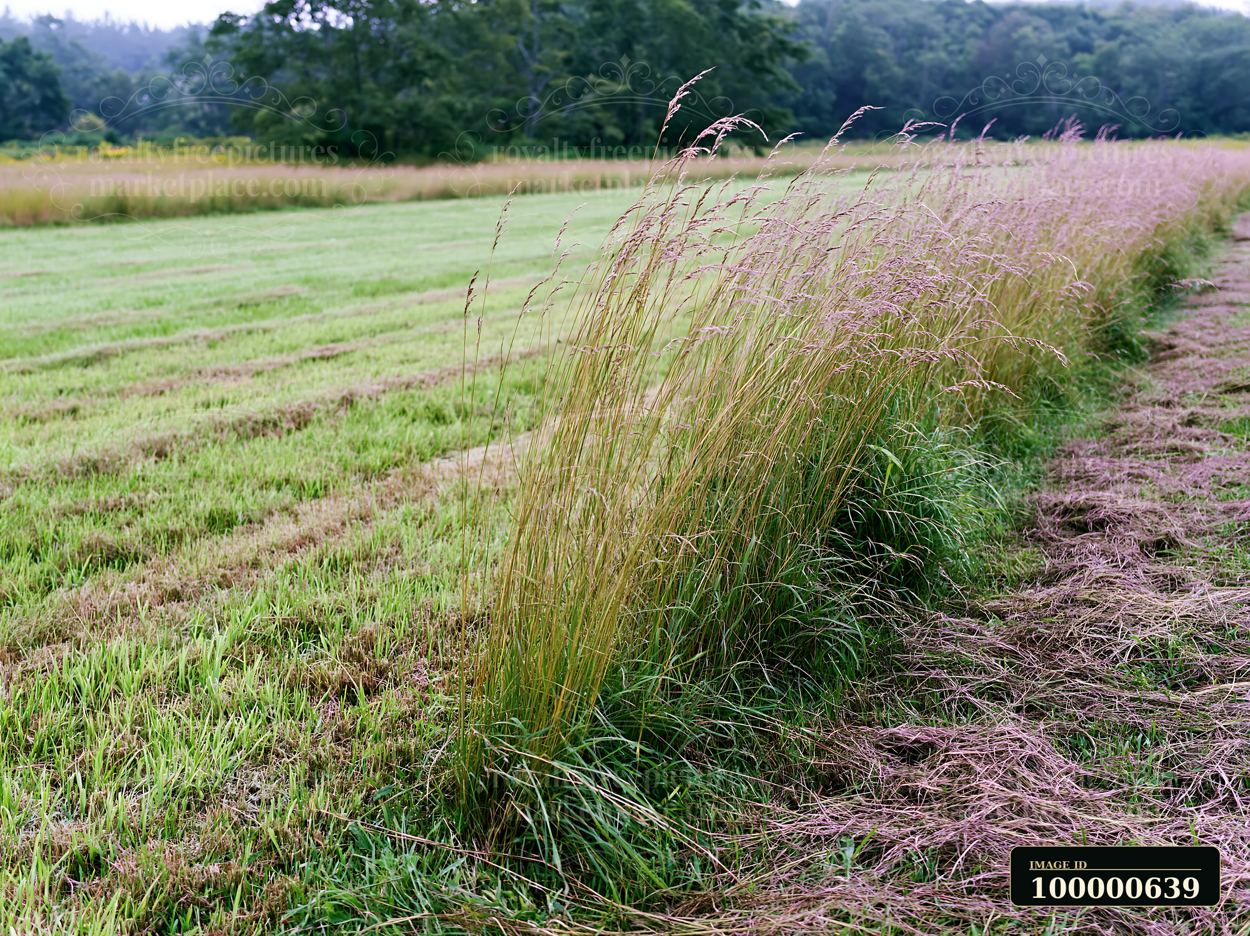 Tall grass stands along the edge of a meadow recovering after mowing.