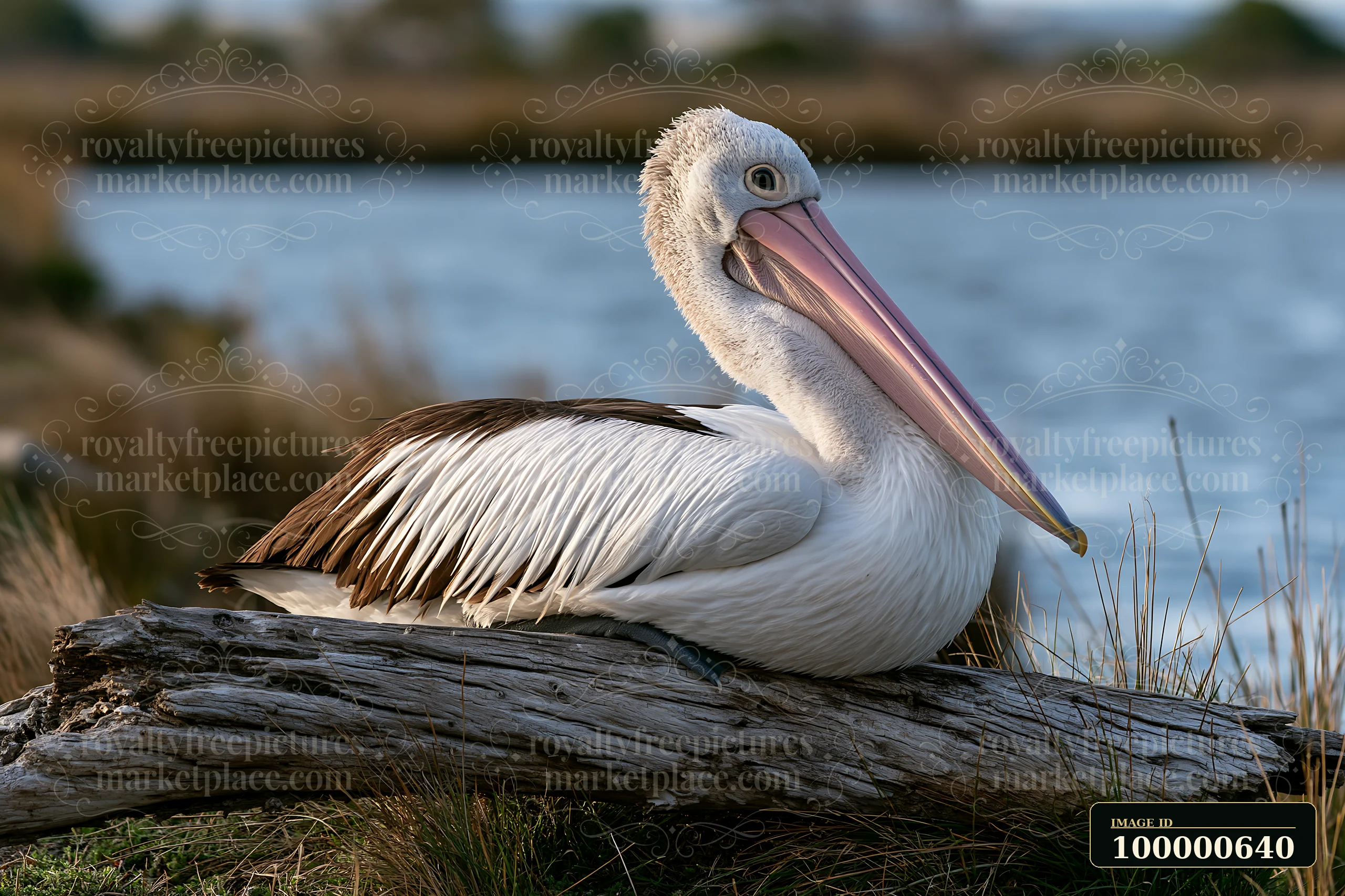 An Australian pelican rests calmly on a log along the edge of a coastal lagoon, surrounded by grass and water, showcasing its distinctive long beak and feathers