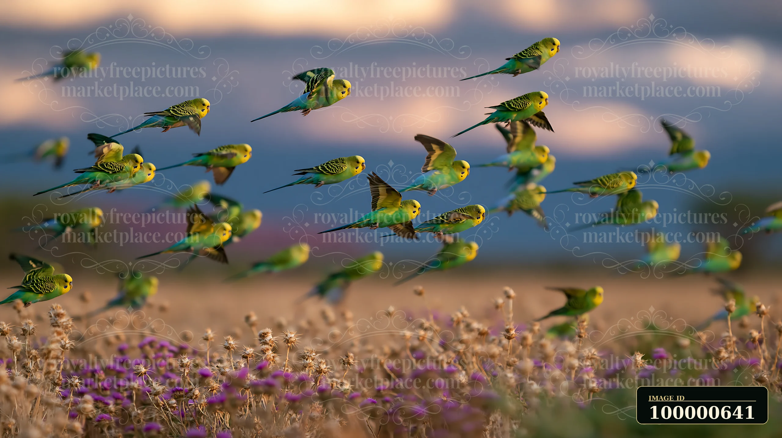 Budgerigar flock in desert landscape moves through the air over a field of wildflowers during sunset.