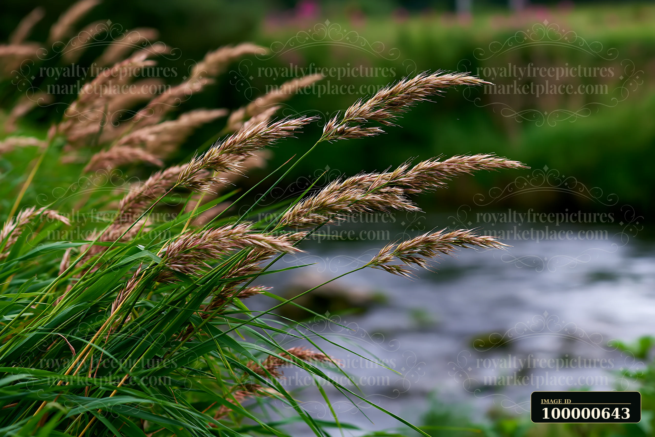 The wind blowing through meadow grass creates gentle movement along a riverbank.