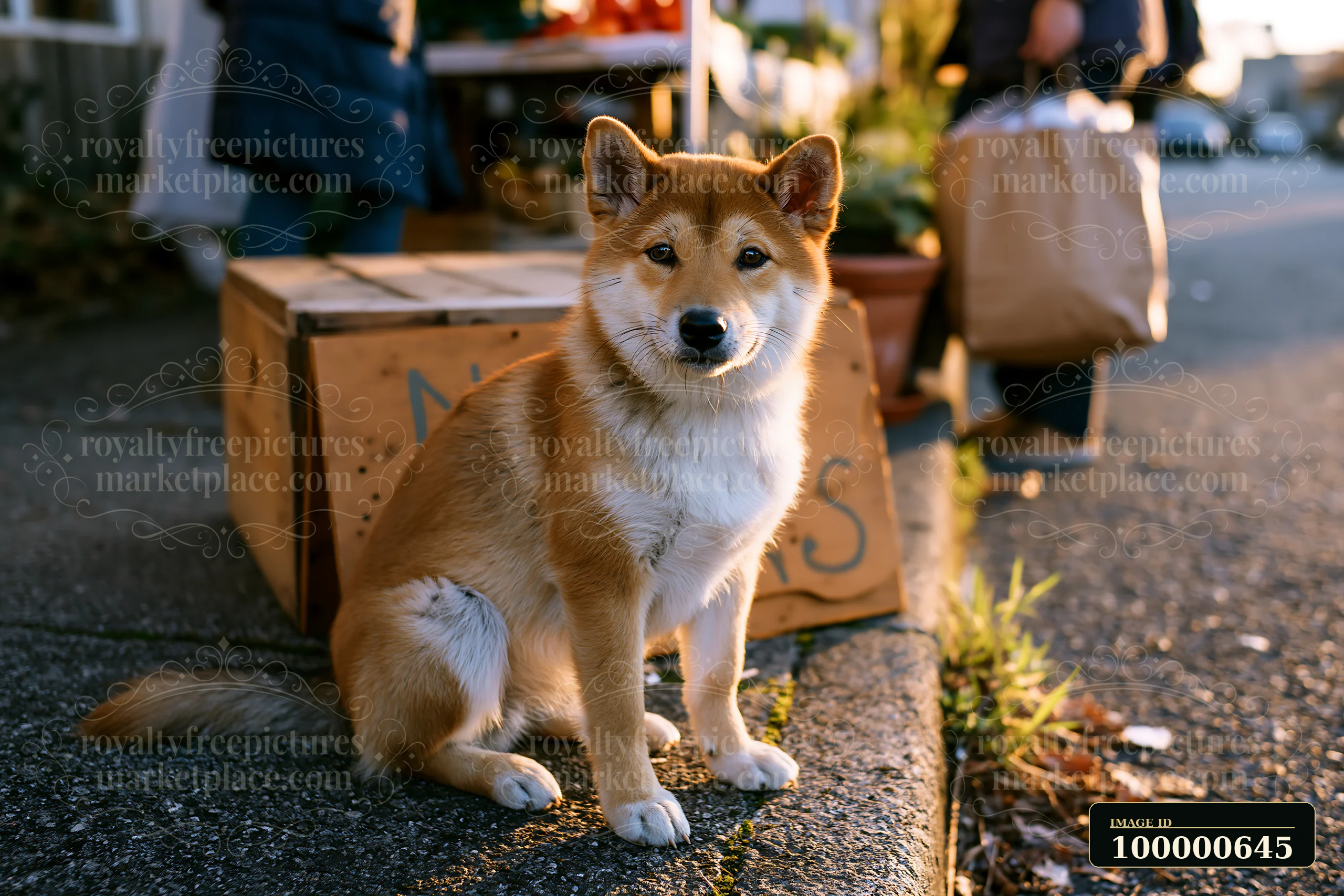 A rare dog breed is sitting near a market stall at an outdoor farmers market, surrounded by shoppers and various goods.