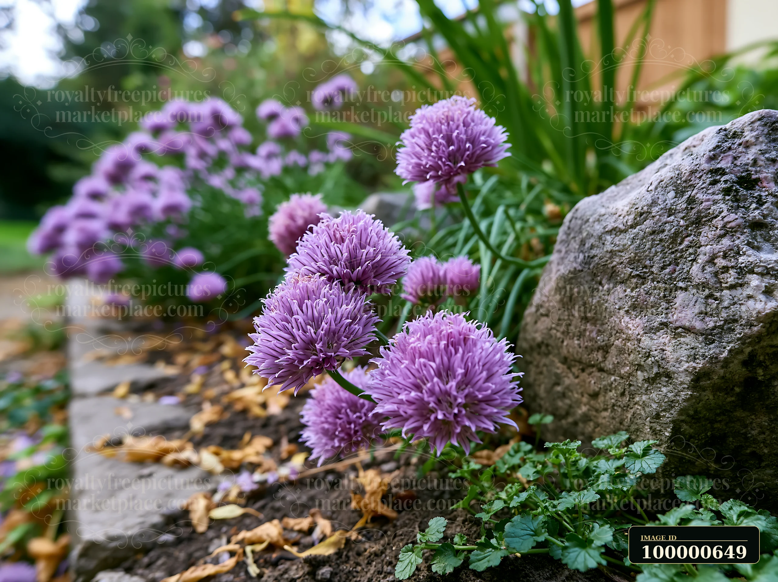 Chive flowers in herb bed grow near a stone pathway, surrounded by green leaves and soil with scattered leaves.