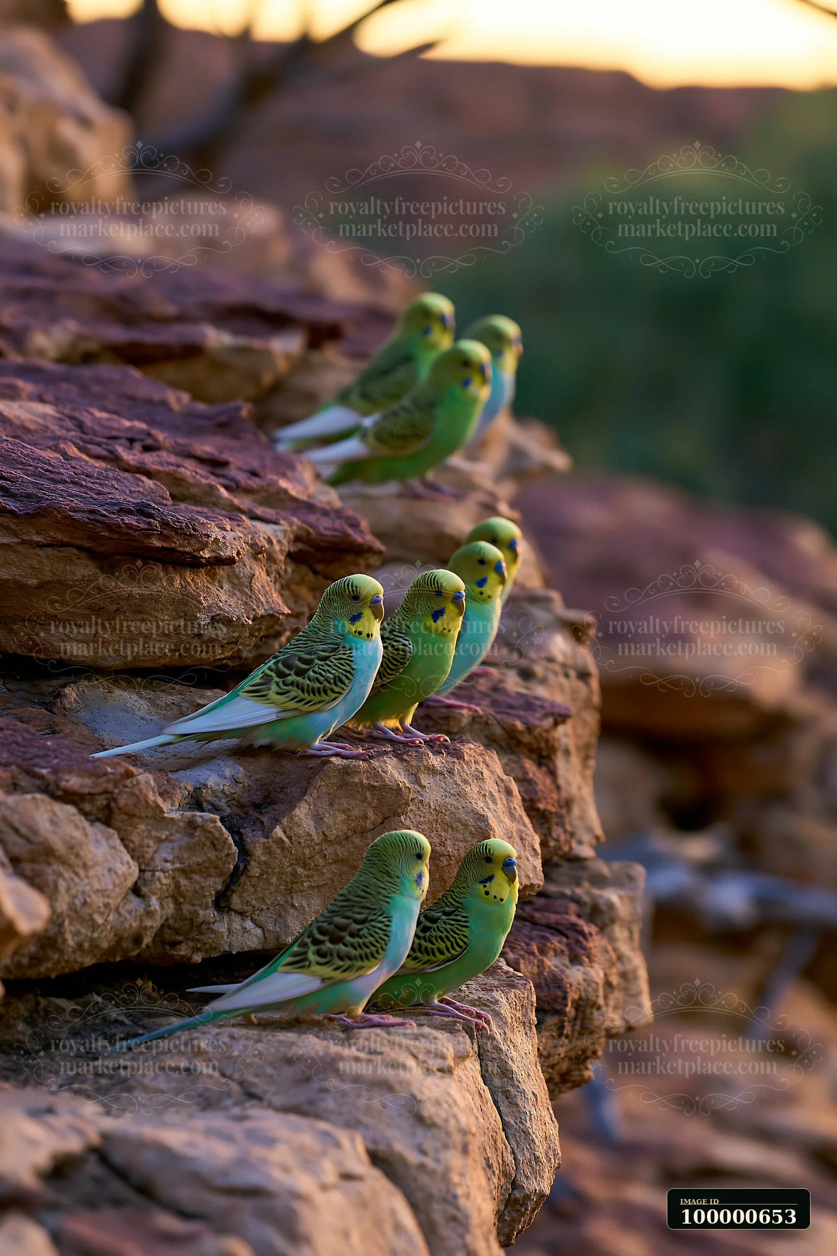 A flock of budgerigars gathers on rocky surfaces in a desert landscape during sunset.