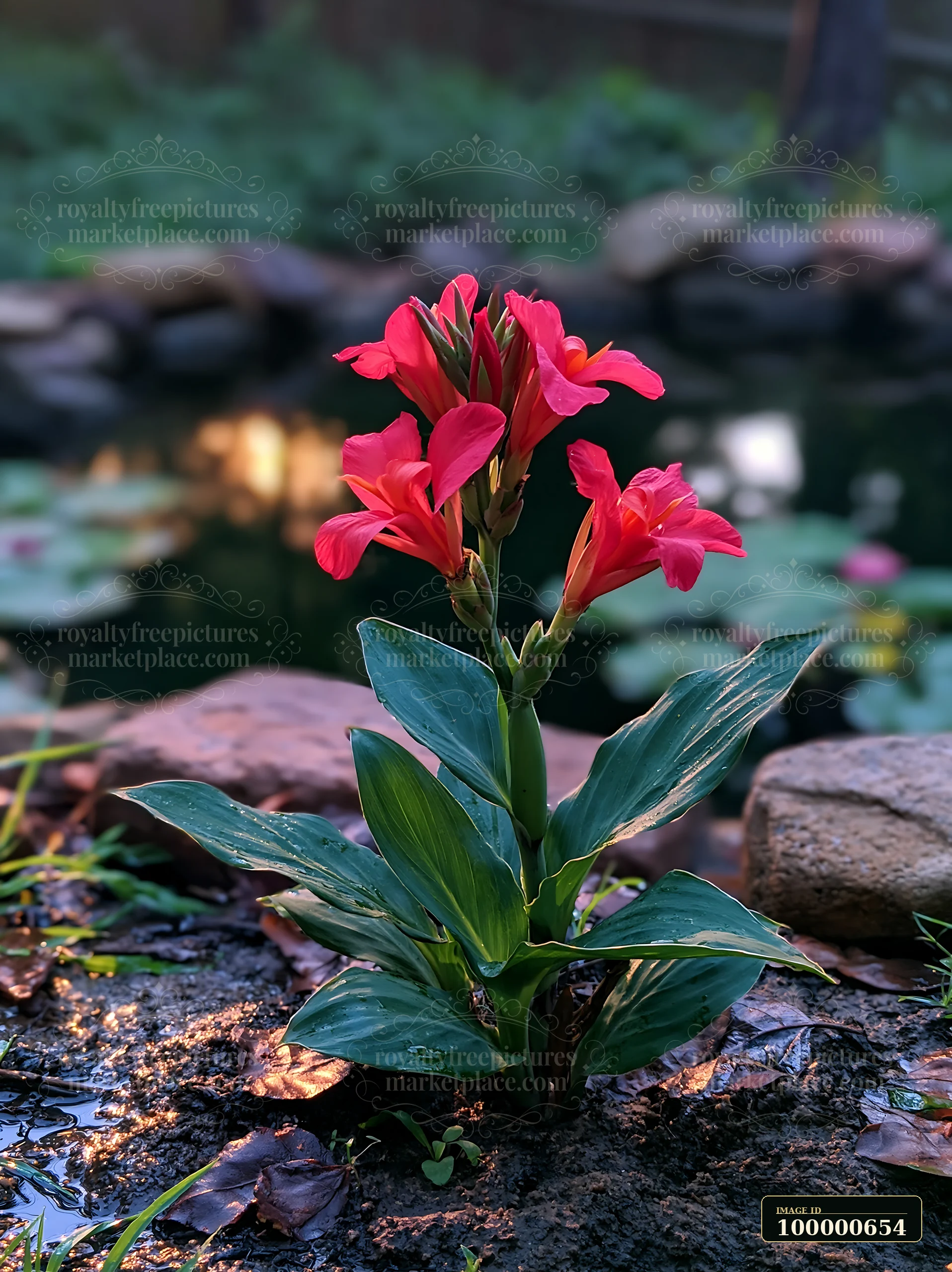 Canna lily flowers stand by a pond with lily pads, framed by stones and grass.