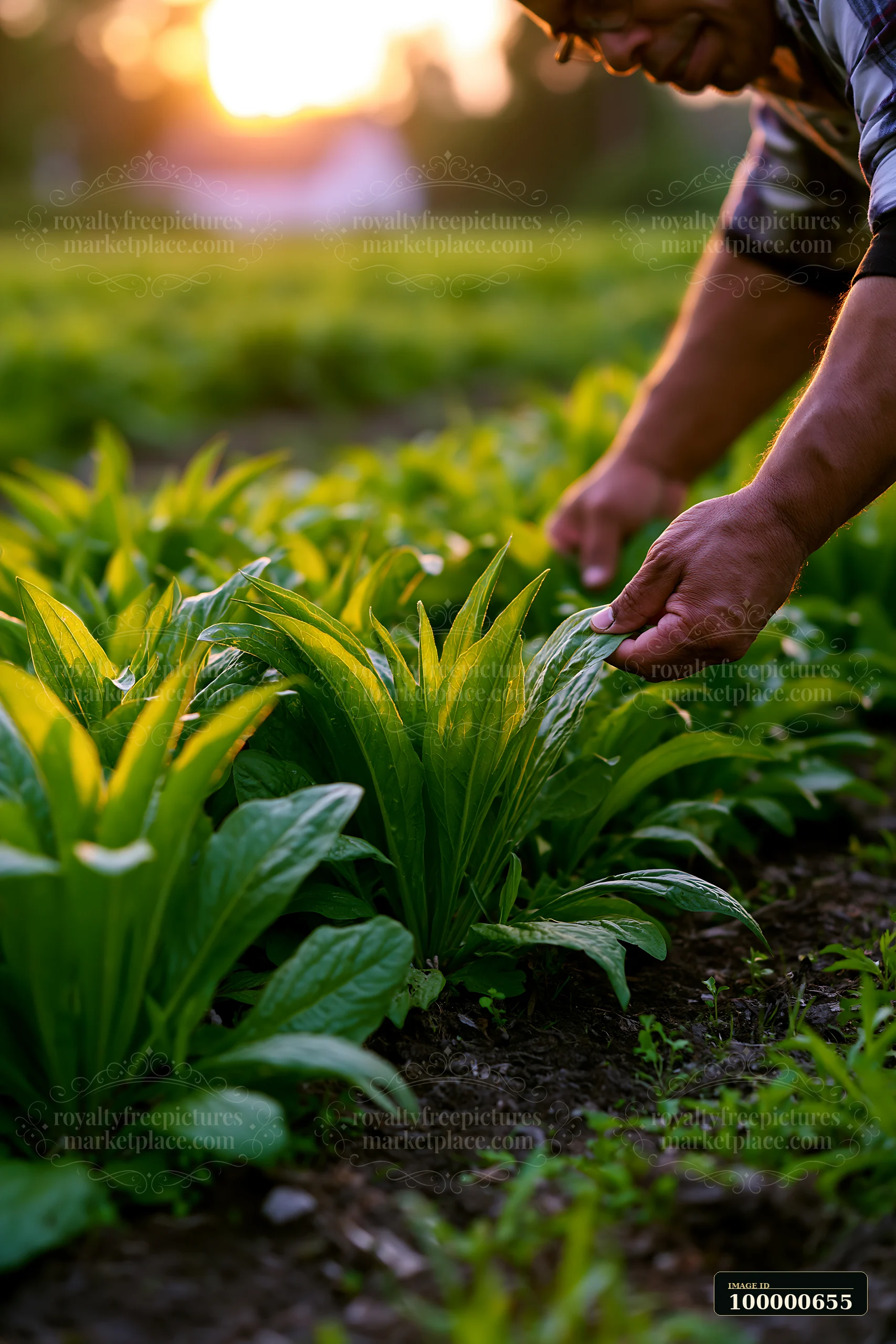 A person picks fresh greens in a field as the sun sets, casting a warm glow over the plants.