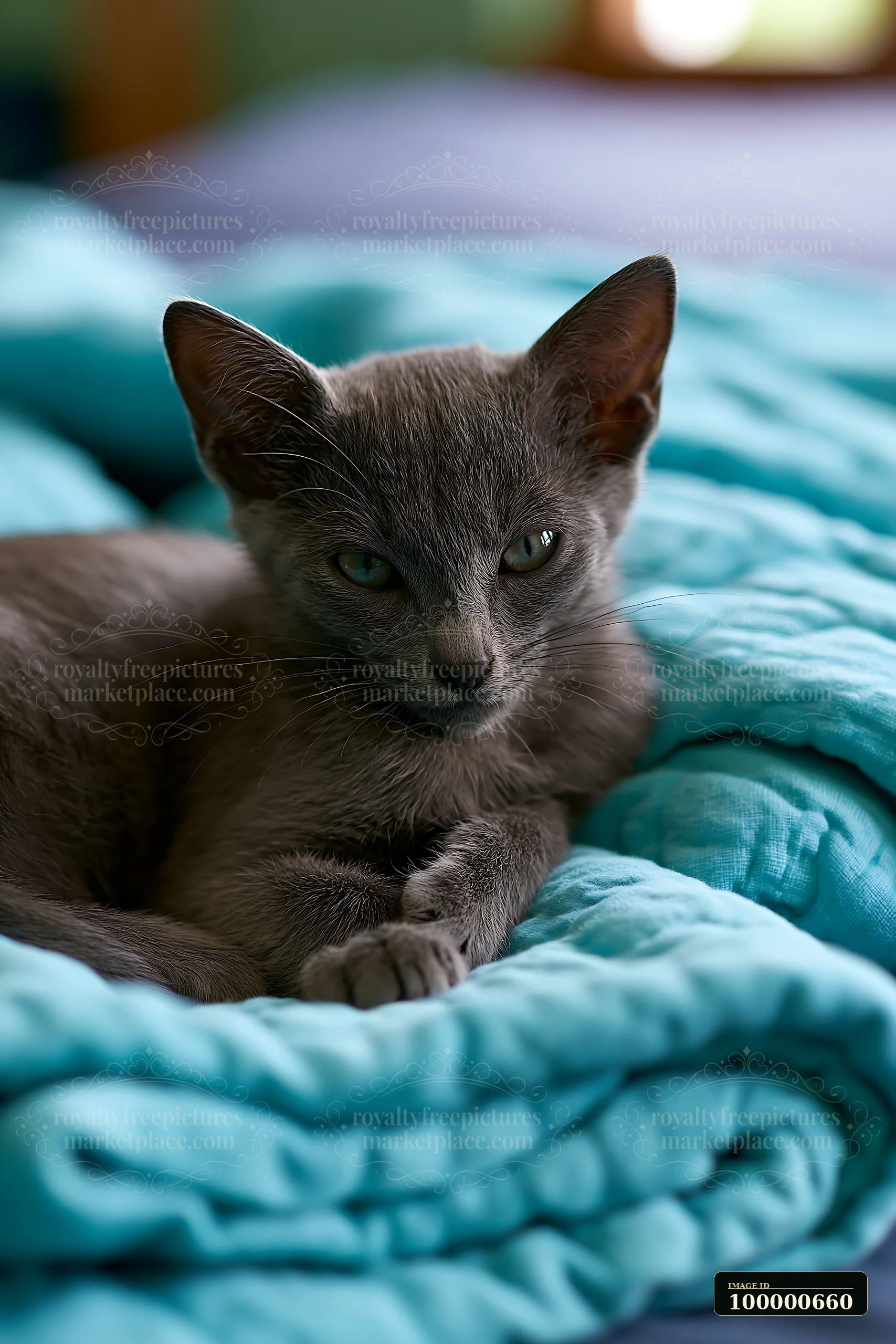 A Korat kitten lies on a blue quilt, showing its playful demeanor.