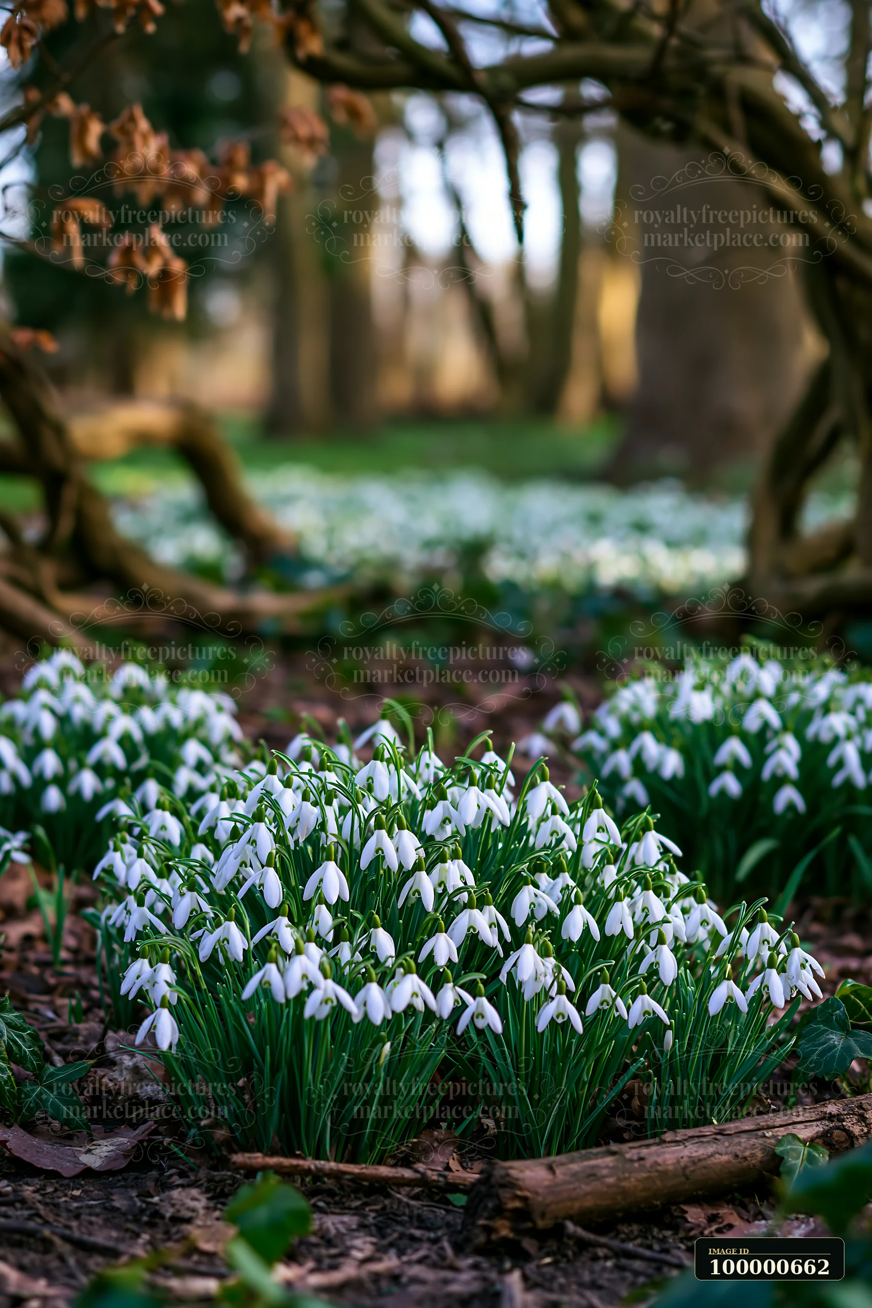 Snowdrop flowers bloom in clusters on the forest floor beneath tall trees.